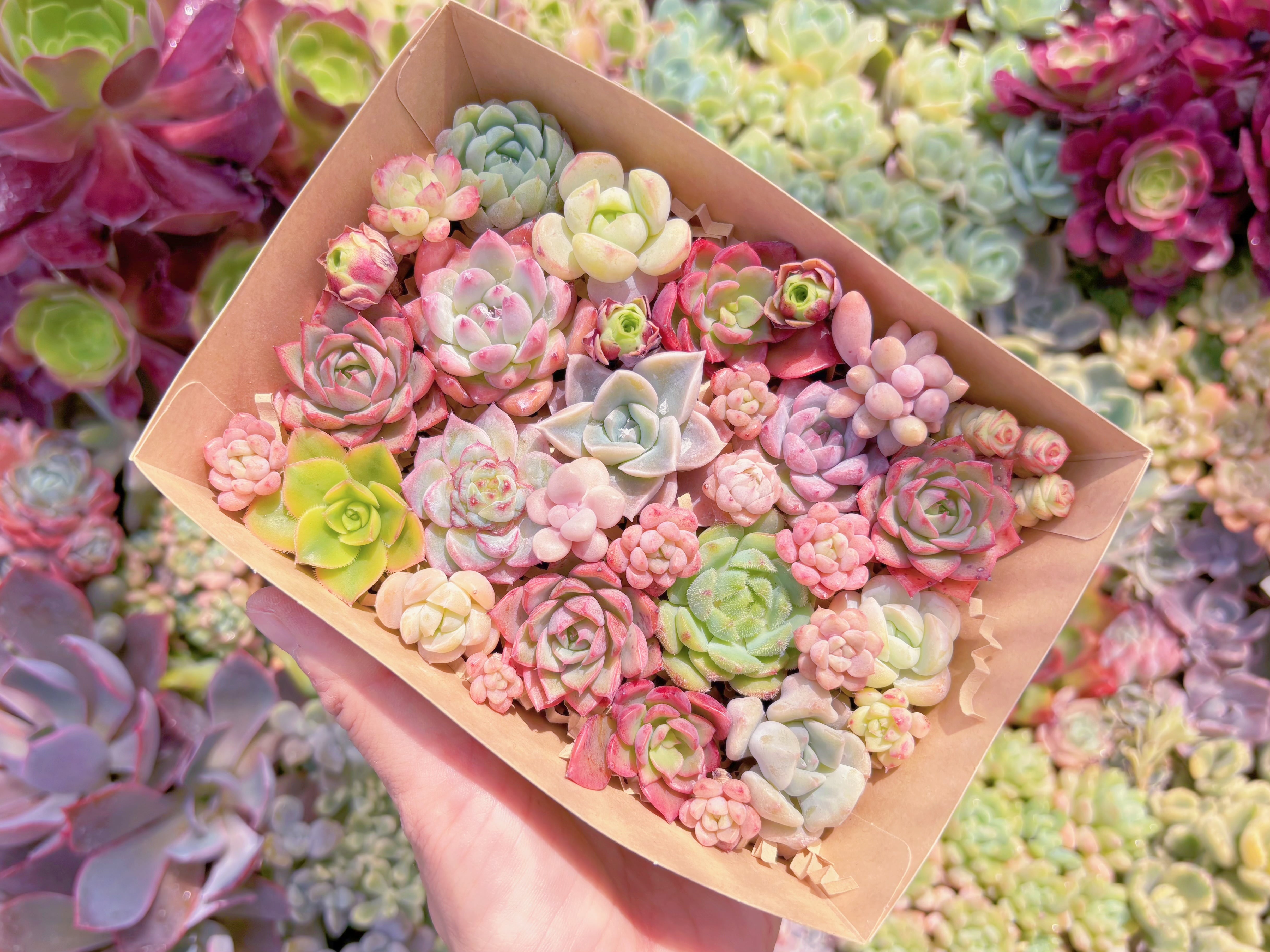 現品　寄せ植えセット#829　るる農園