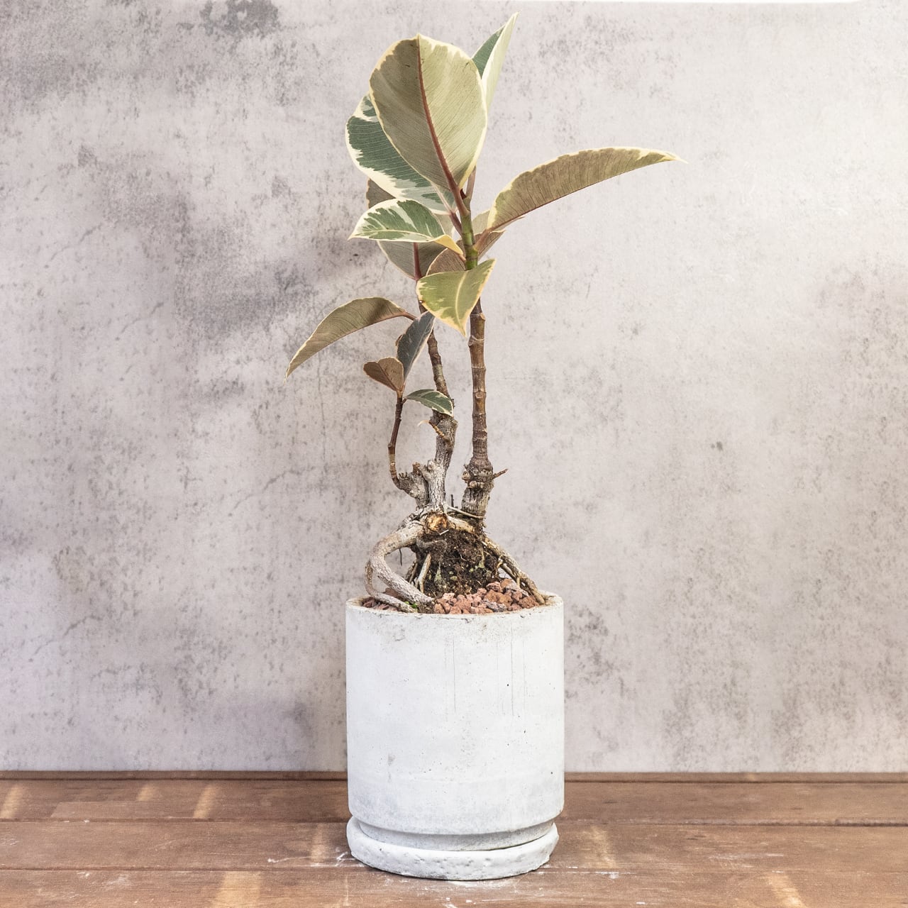 フィカス・ティネケ｜力強く伸びる気根と斑入り葉が美しい個性派インテリアグリーン｜レア株を楽しむ一点物｜手づくりモルタル鉢仕立て