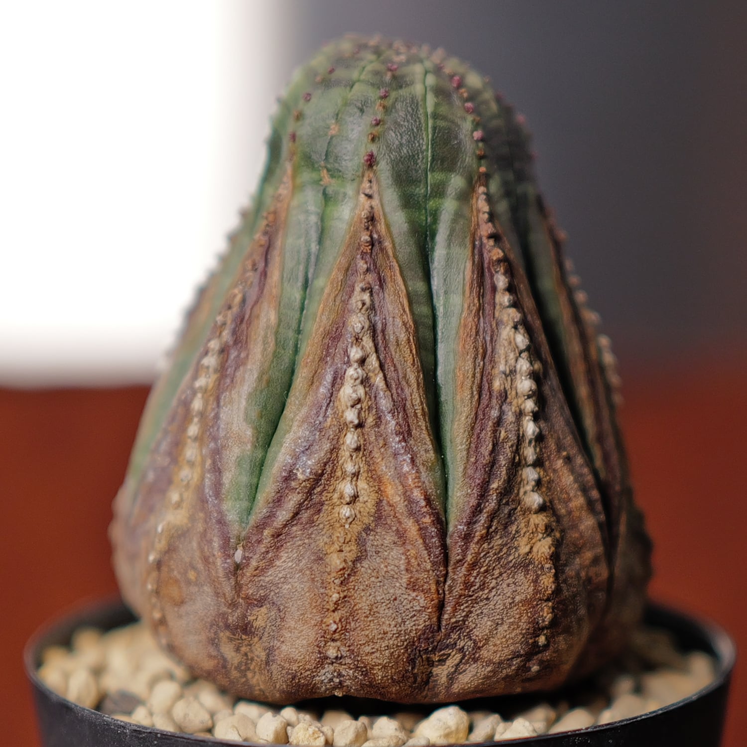 美模様 木質化 マイクロ オベサ / ユーフォルビア