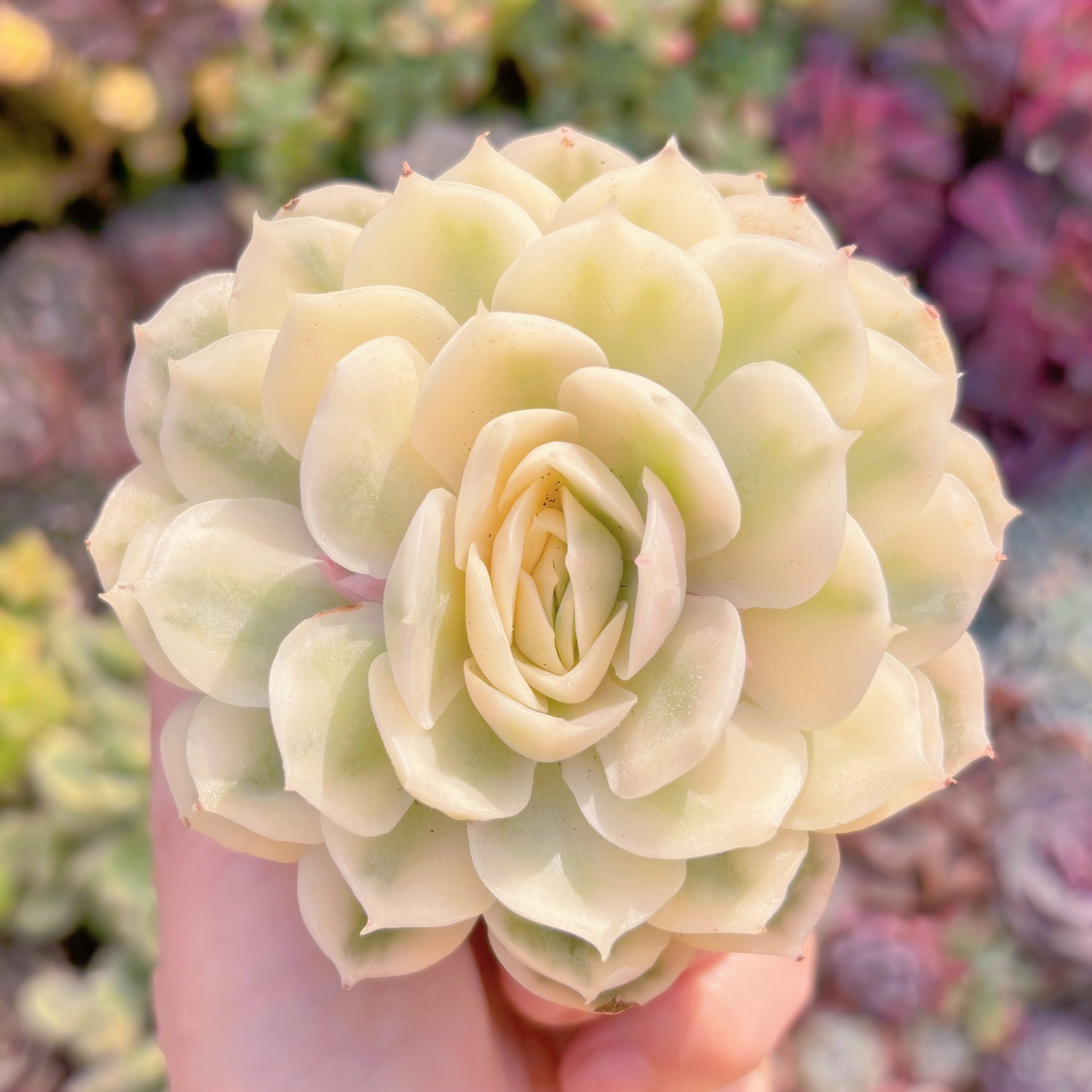 現品　オンスロー錦#005　極上株　るる農園