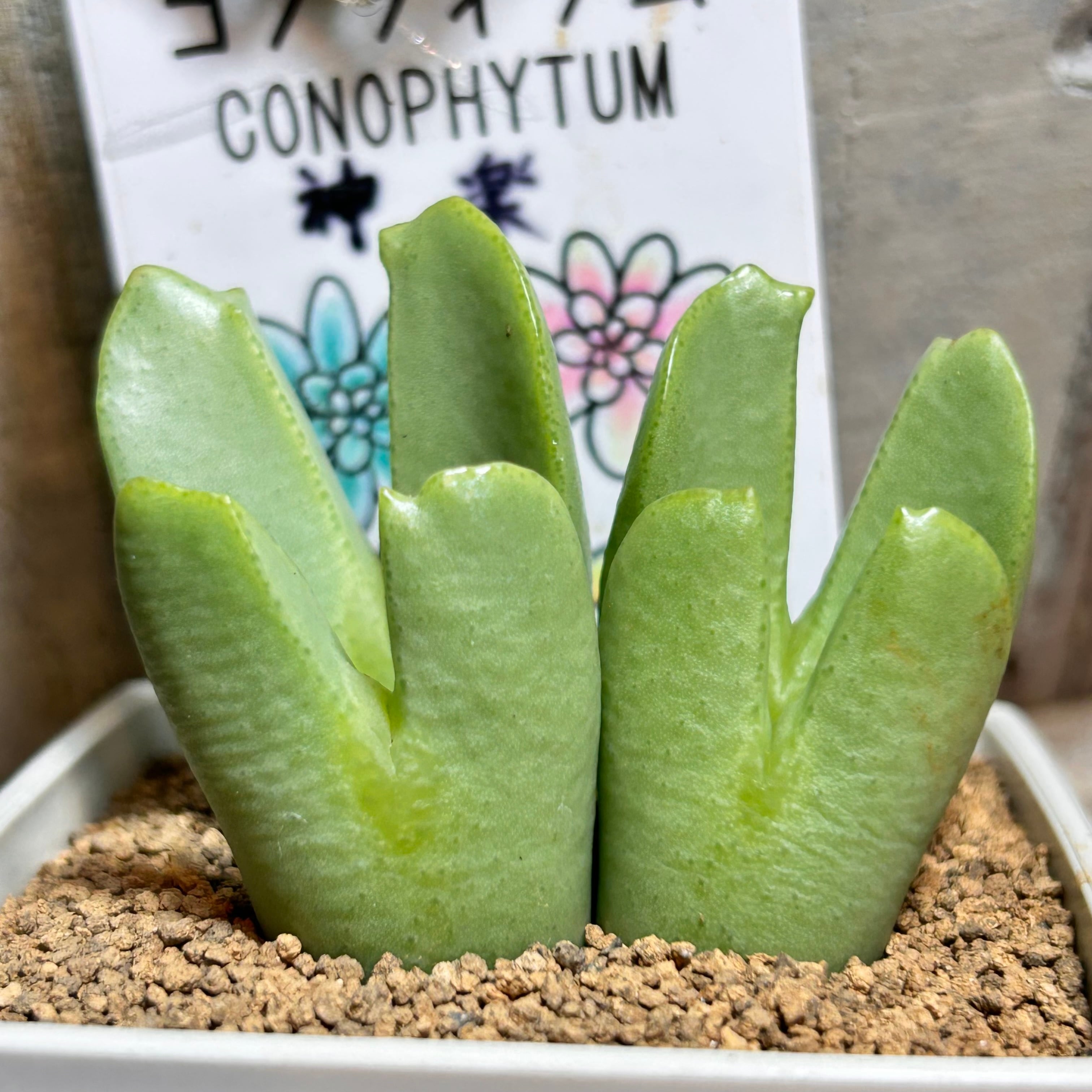 コノフィツム | RuPo 多肉植物専門店