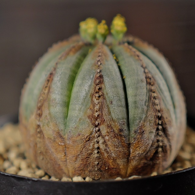 オス株 美模様 木質化 マイクロ オベサ / ユーフォルビア