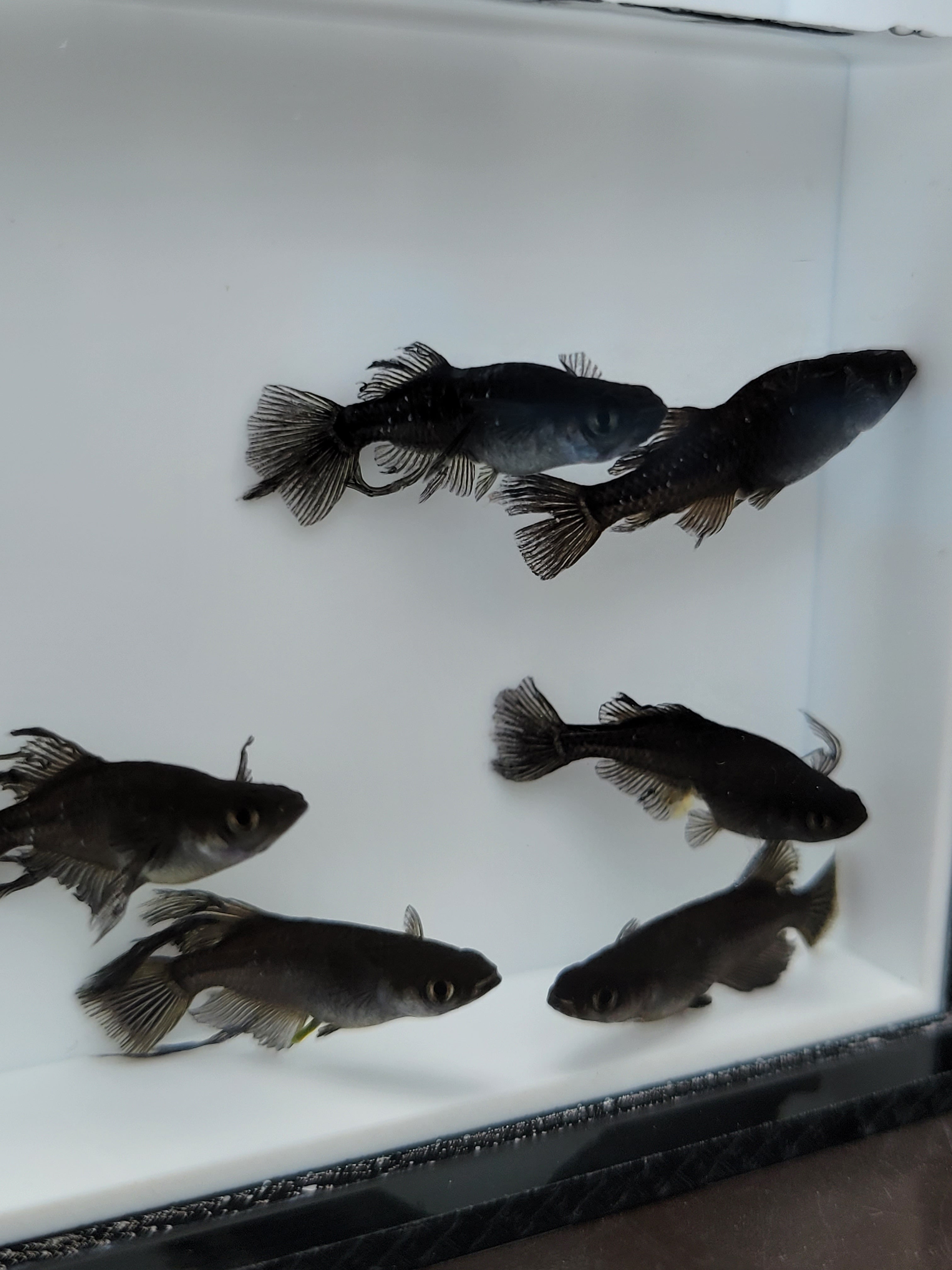 BO52 ブラックオニキス 無選別 めだか 6匹 | てんてんのメダカ屋さん