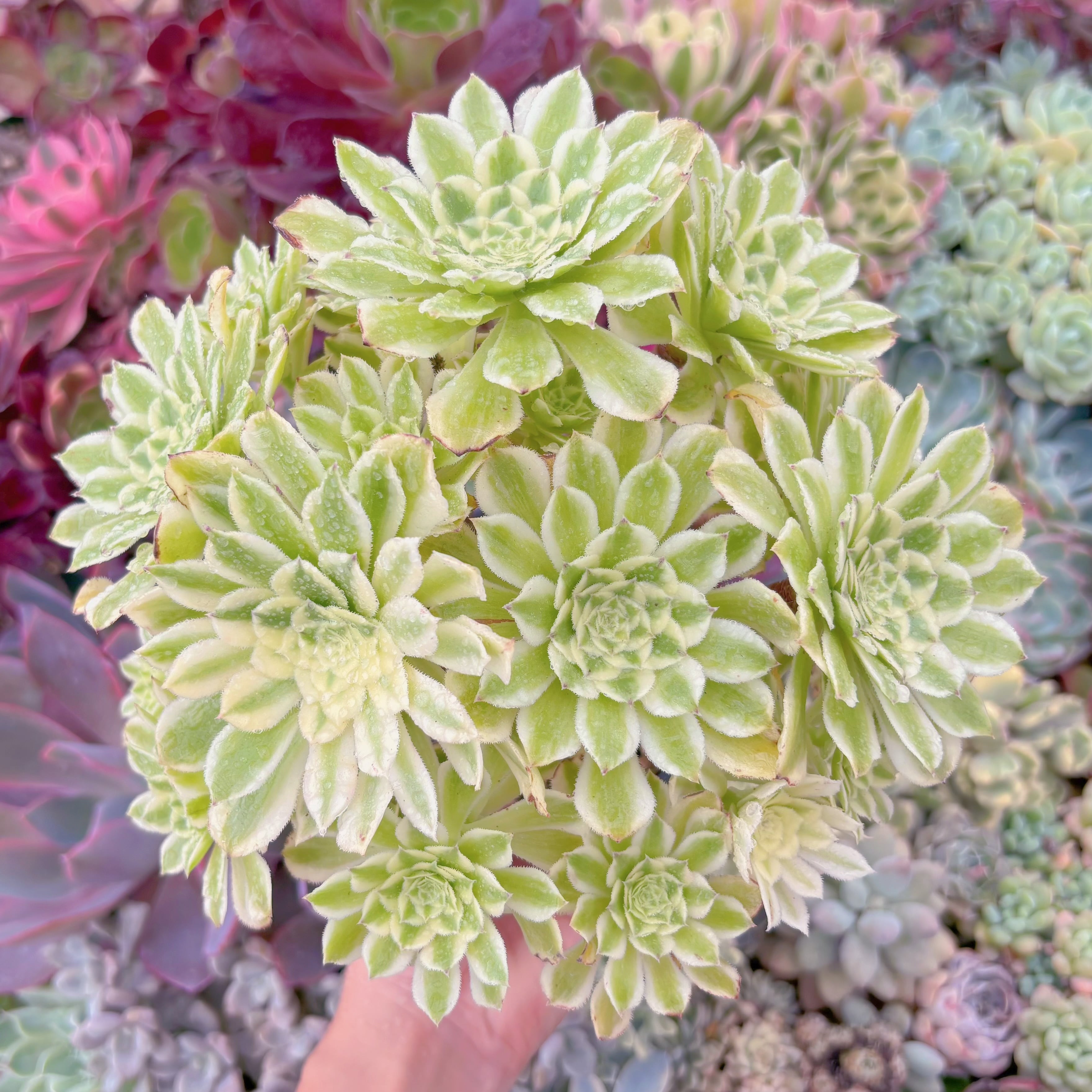 現品　富士錦#861　特大群生　るる農園