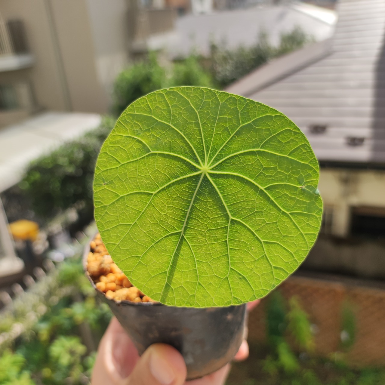 Stephania kaweesakii / ステファニア・カウィーサキ⑨ / 観葉植物<育て方・花言葉>