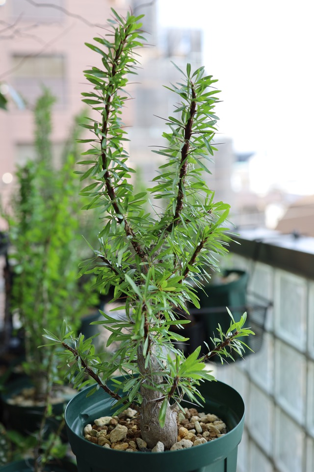 2026.05019_フォークイエリア・プルプシー | Fouquieria purpusii_002