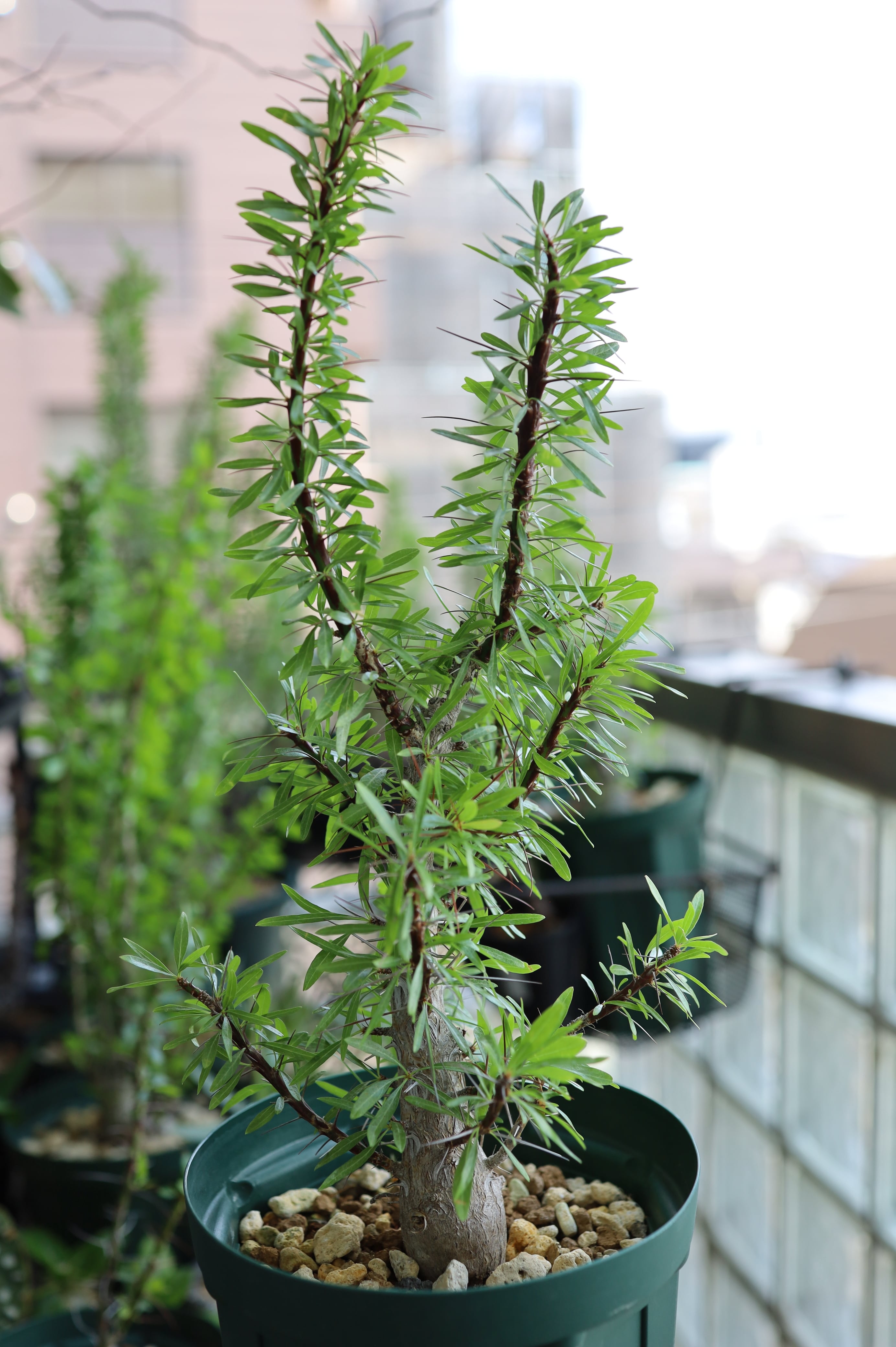 2026.05019_フォークイエリア・プルプシー | Fouquieria purpusii _000