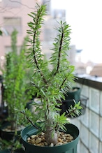 2026.05019_フォークイエリア・プルプシー | Fouquieria purpusii _000