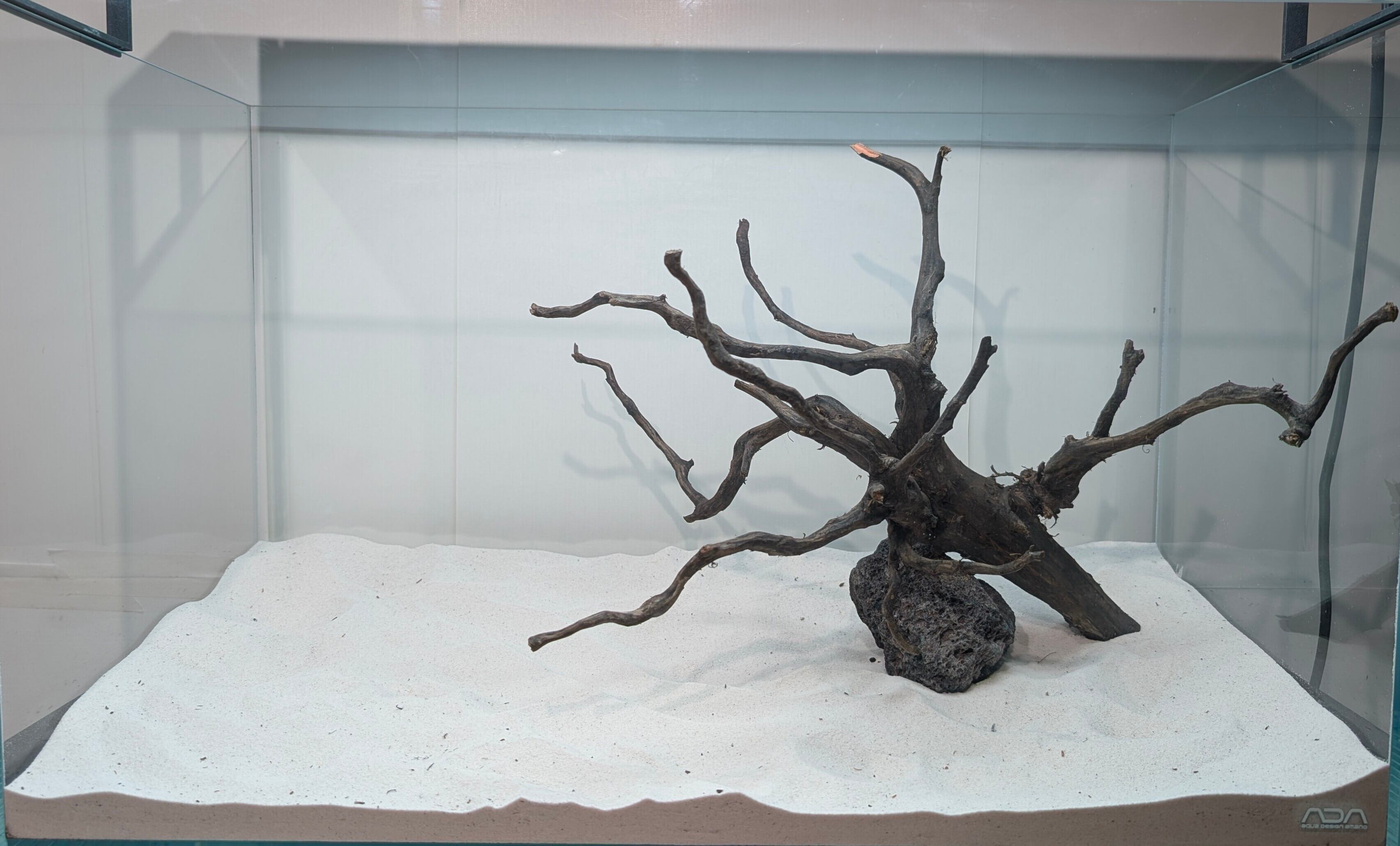 ブラックスマトラブランチ【BSB099】アクアリウム まとめ買い対応可 水槽 ブラックスマトラブランチ【BSB099】アクアリウム まとめ買い対応可 水槽