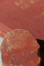 ペトリファイドウッド プレート | Petrified Wood Plate ◇ 天然石・鉱物・パワーストーン | st00411