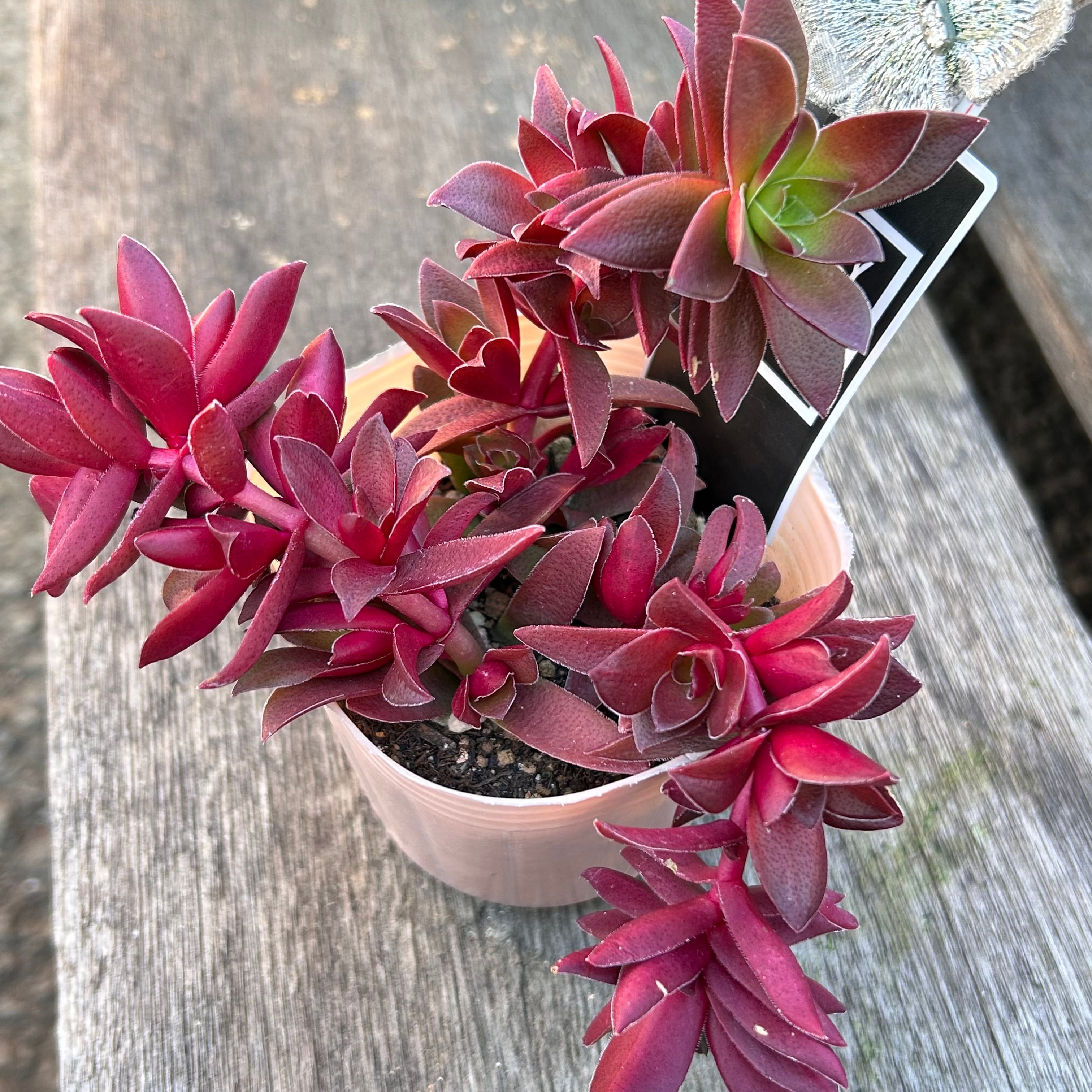 紅葉祭り | RuPo 多肉植物専門店