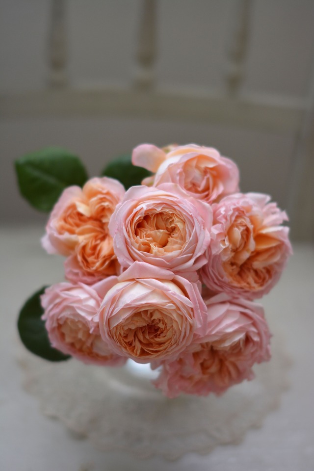 バラ大苗　＜ローズ・ドゥ・メルスリー＞　カネット　７号鉢