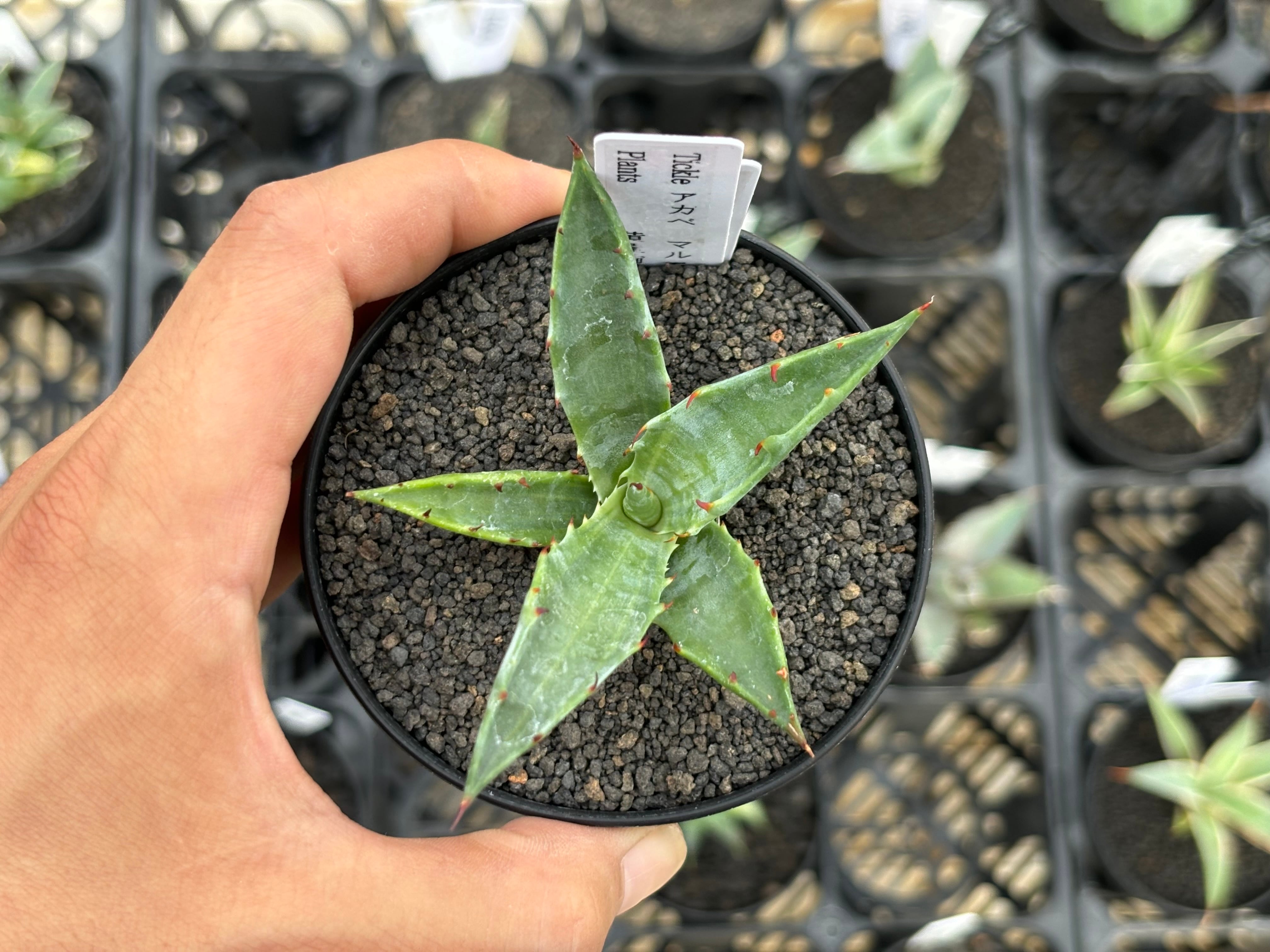 アガベ　アメリカーナ バリエガーター　突然変異　黄中斑　縞斑 アガベ アメリカーナ バリエガーター 突然変異 黄中斑 縞斑