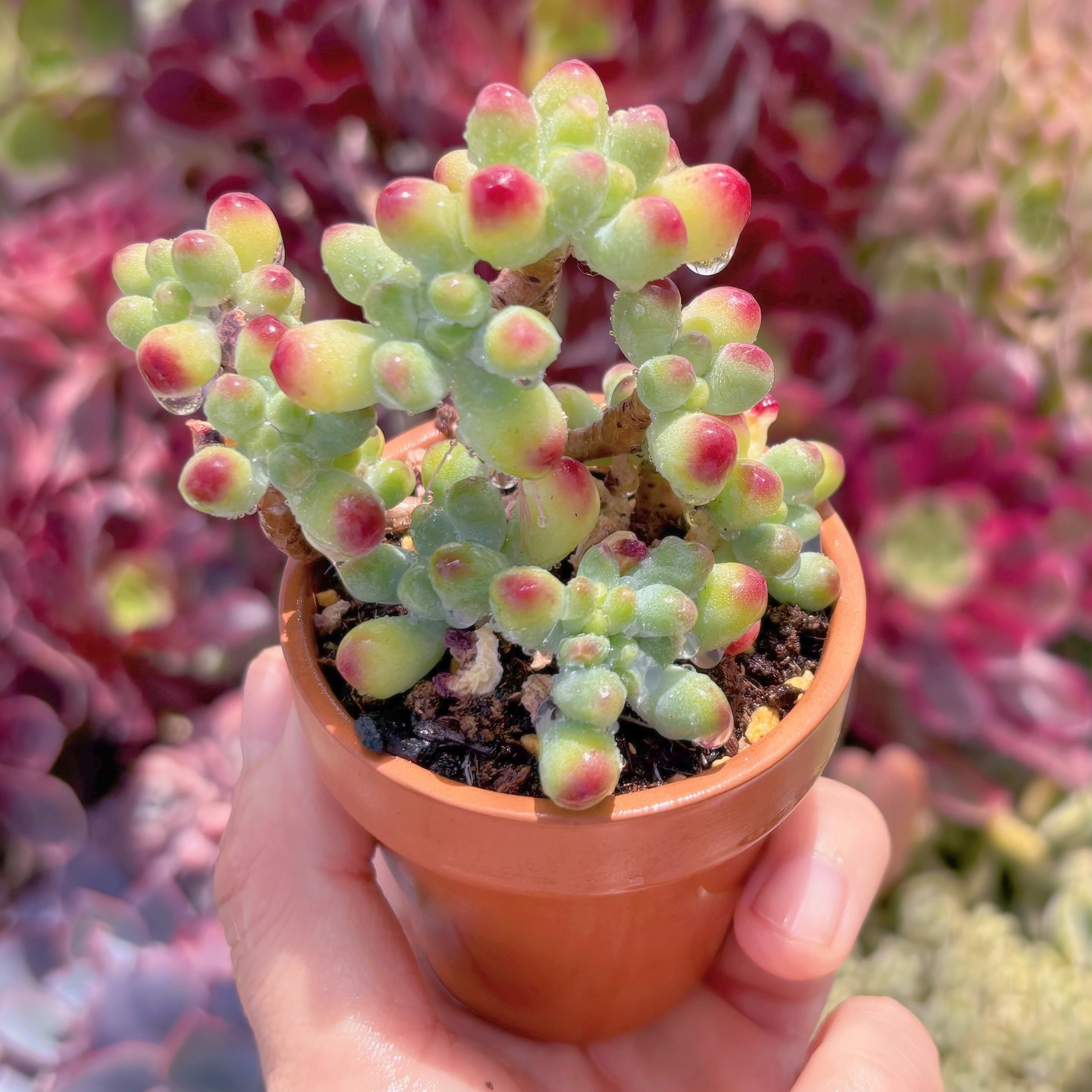 現品　ベリー果#889　残りわずか　るる農園