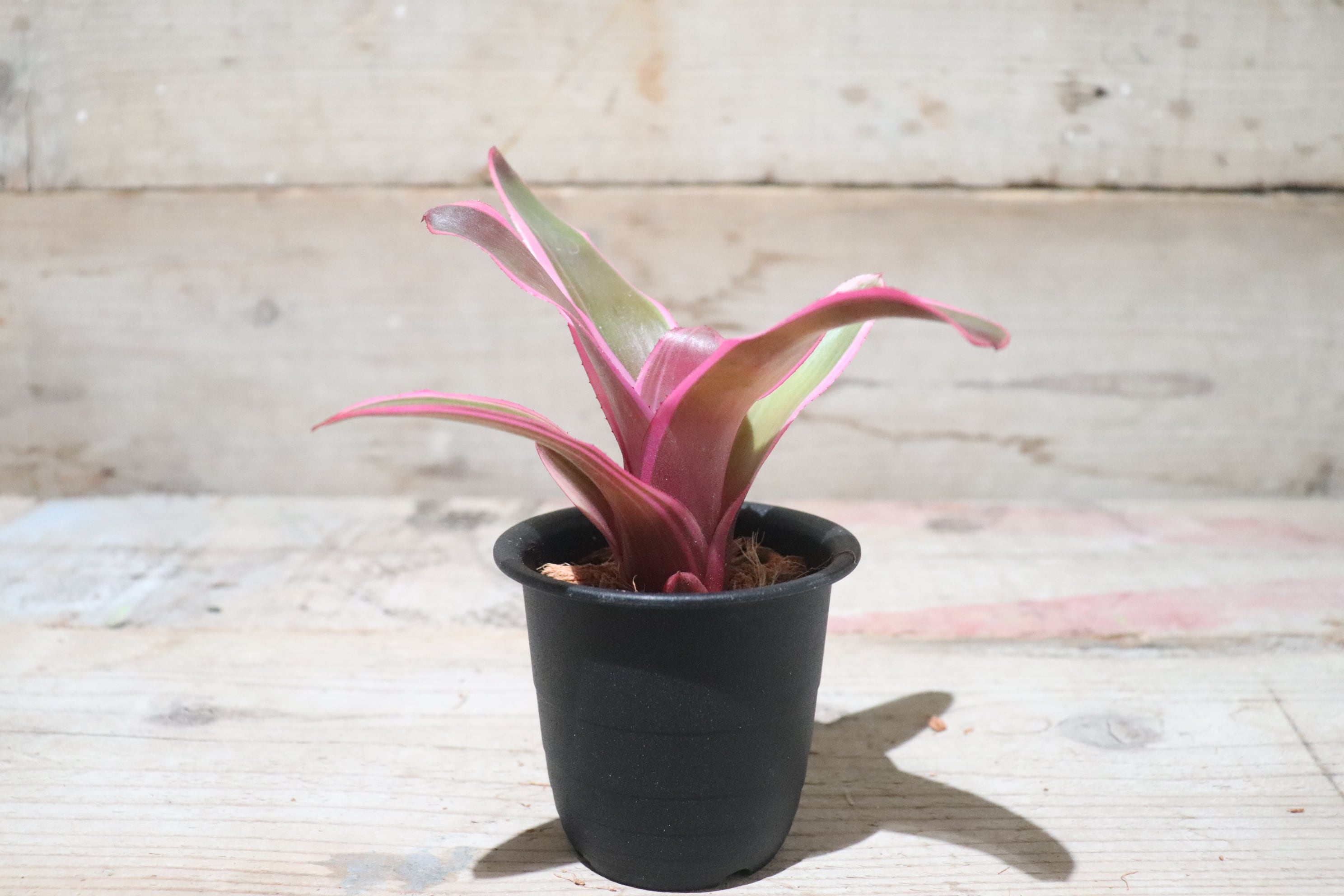 送料無料】Neoregelia 'Sister Janet'〔ネオレゲリア〕現品発送N0070-1