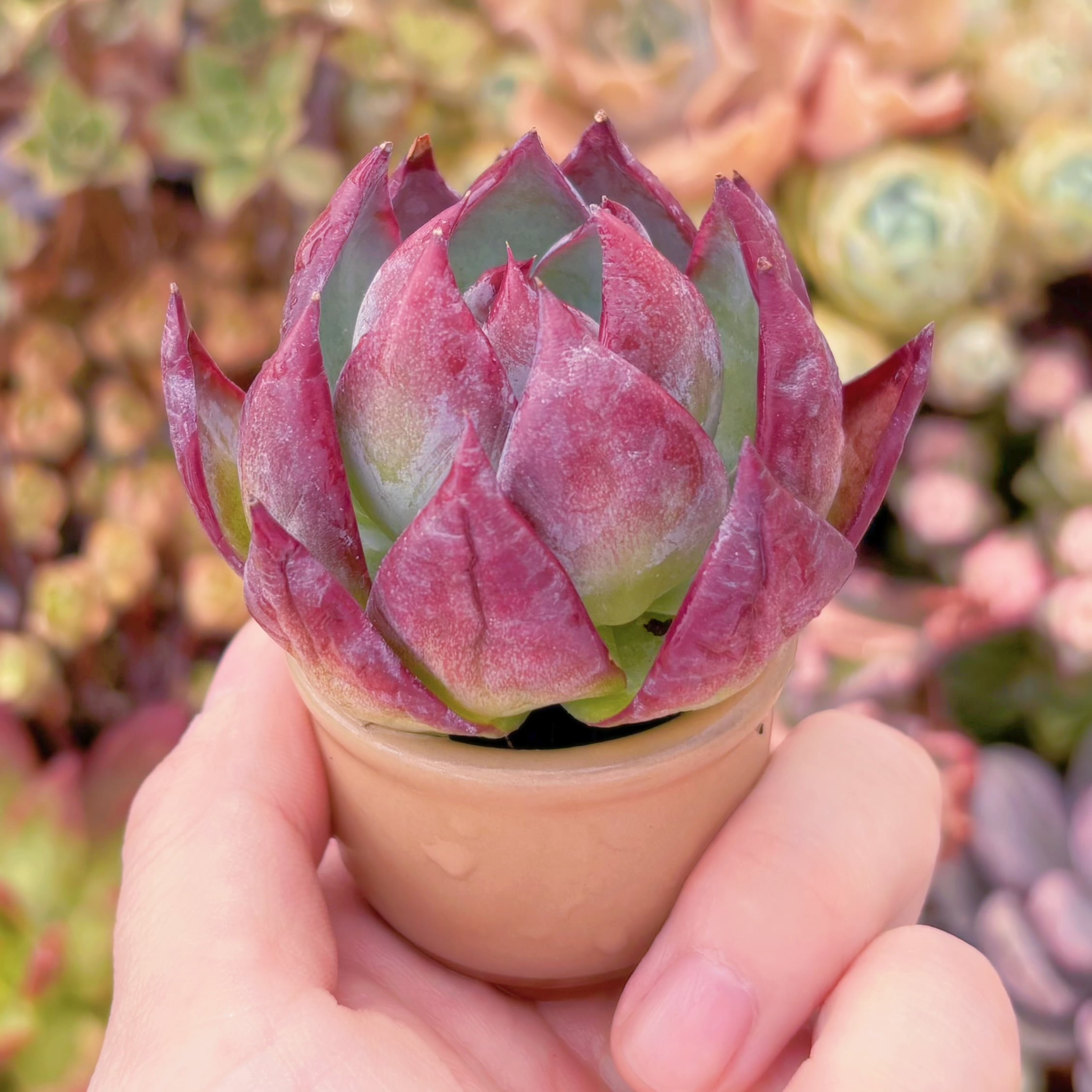 多肉植物 カシオ(中) 新入荷 るる農園 | るる農園~多肉植物専門