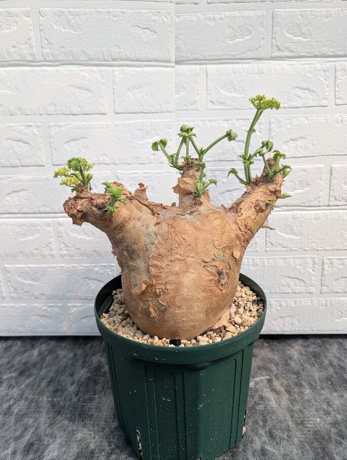 キフォステンマ マクロプス 7 Cyphostemma uter macropus 【発根