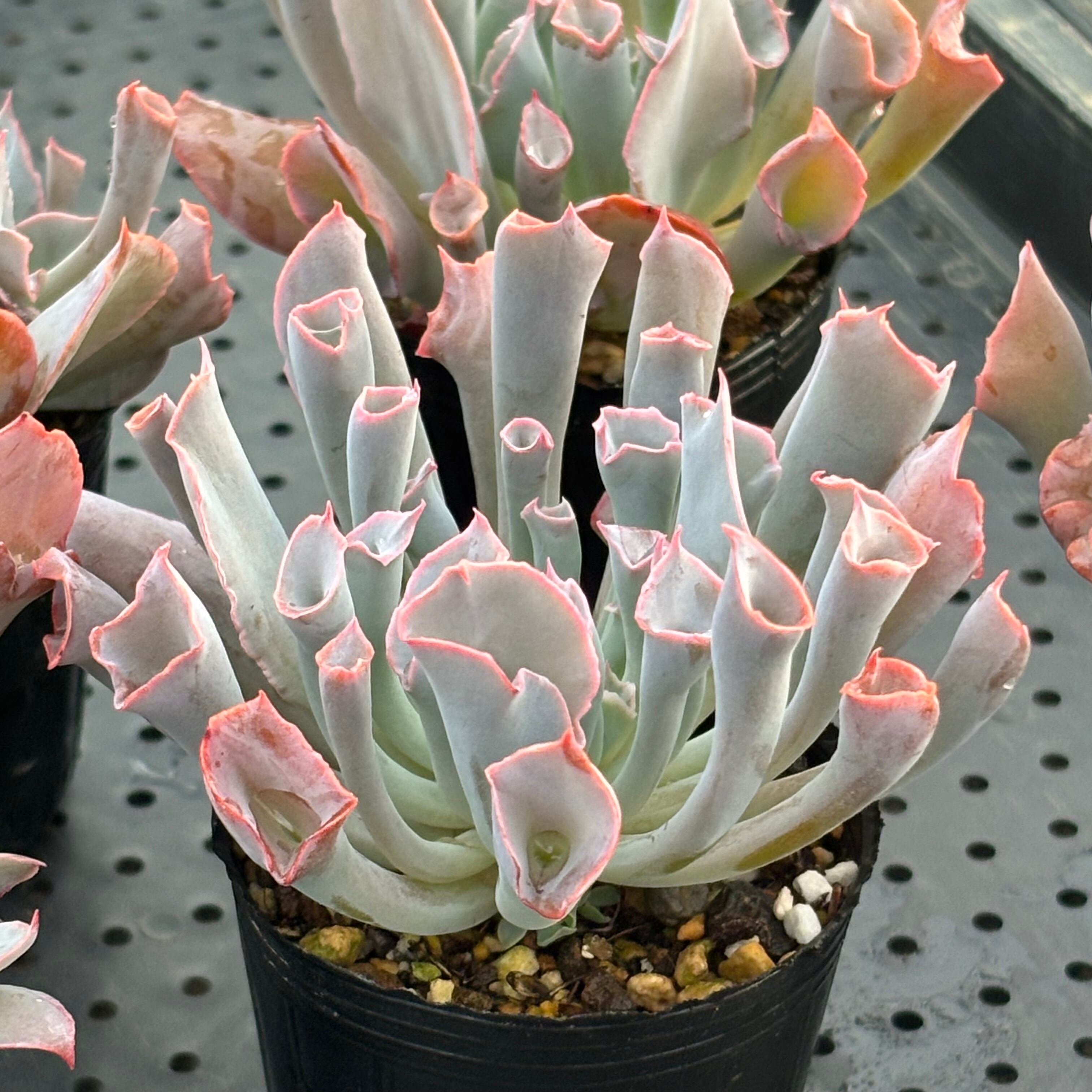 P. Willinckii cv. Sailor Mercury (OC) 【artPLANTs/PLANTS GARAGE