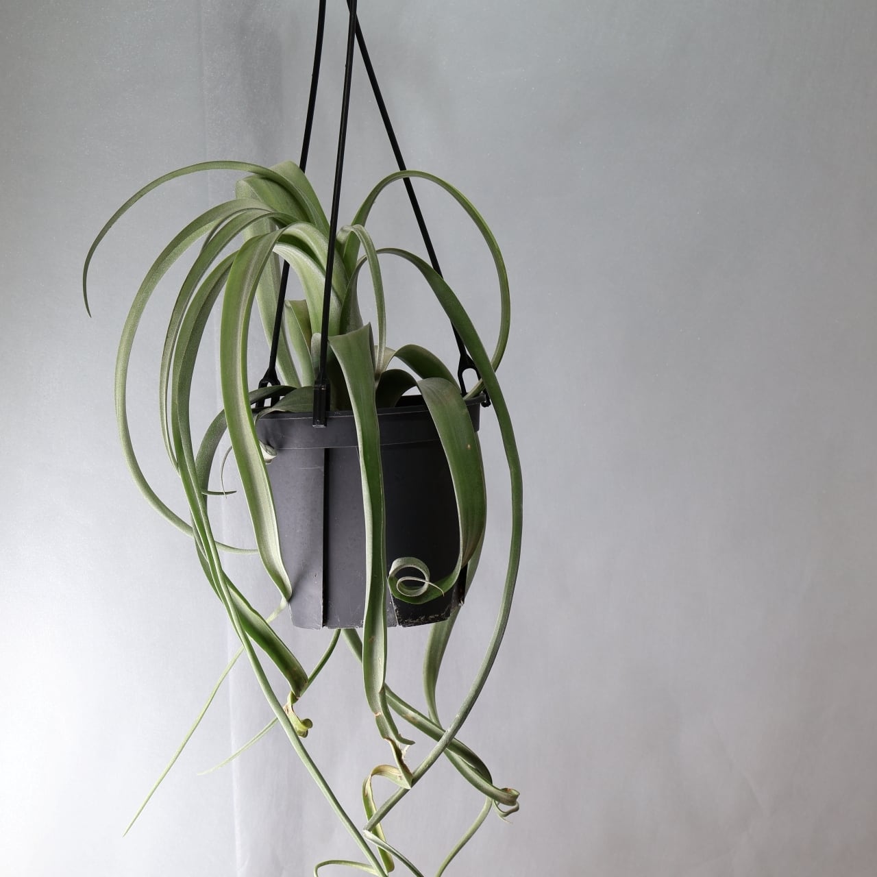 347 くるくるカール『チランジア カーリースリム Tillandsia Curly