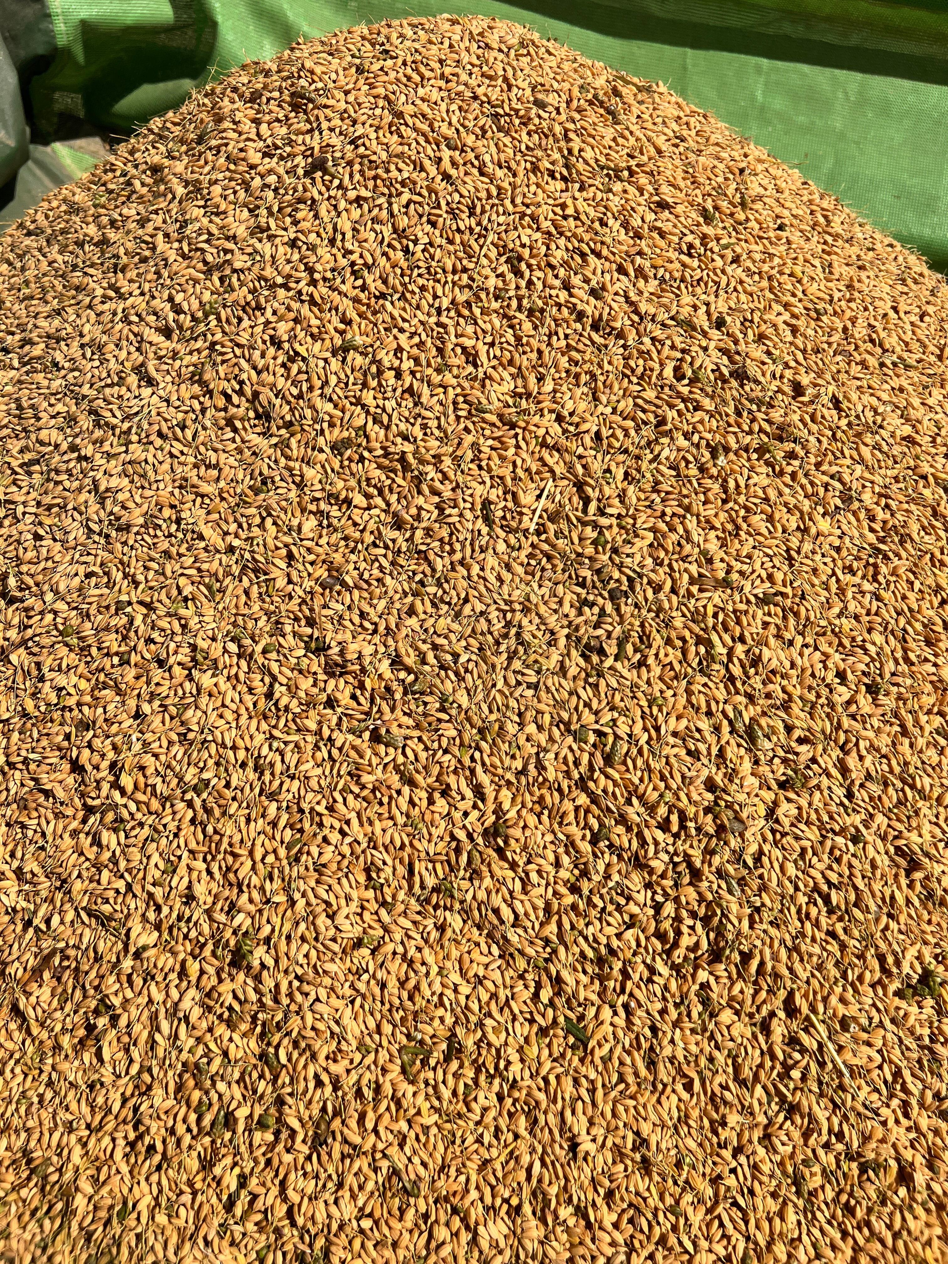 2026年生産分予約分 農薬不使用 玄米 10KG | S.A.C株式会社