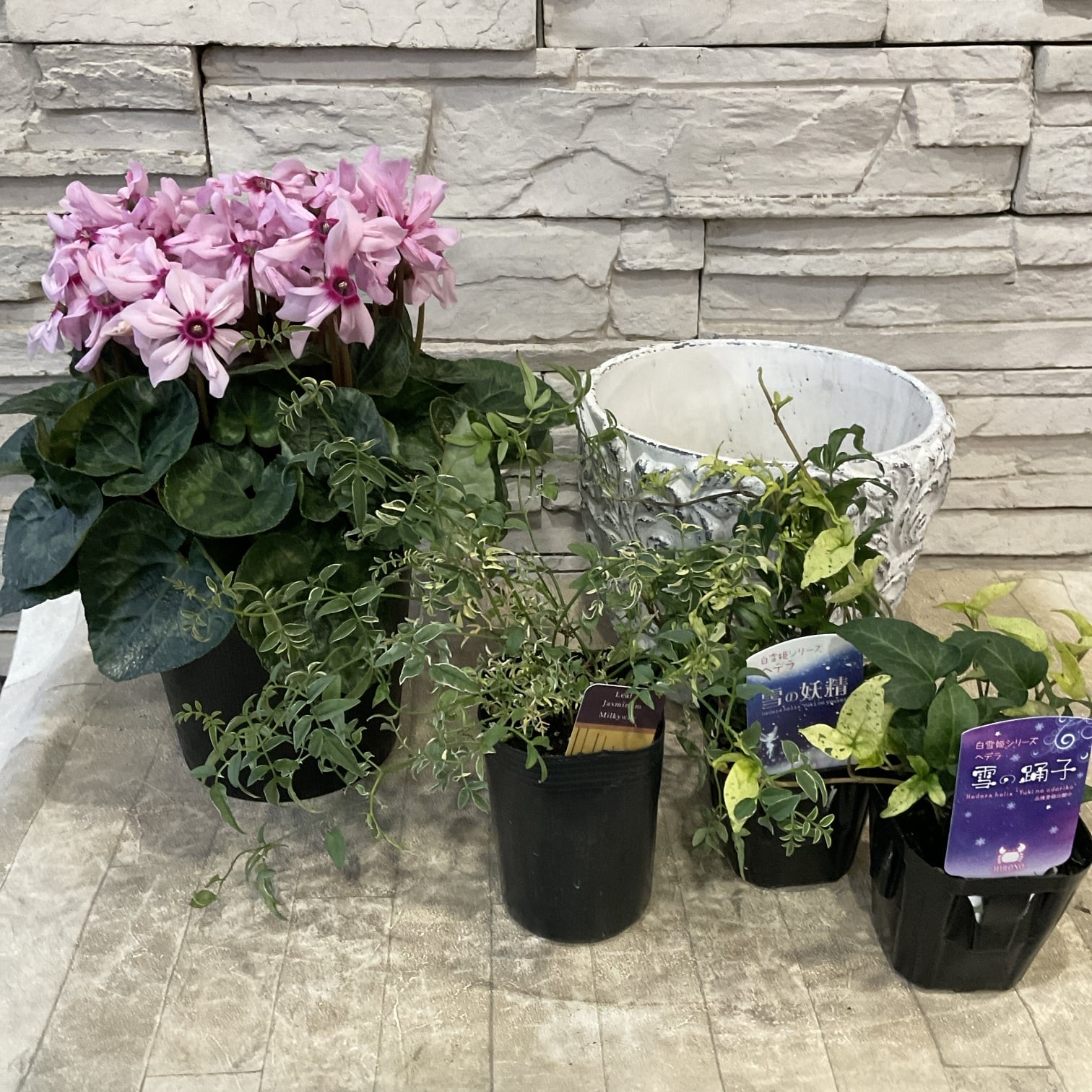 自分で作る作る寄せ植え花苗セット】シクラメンイリュージアの寄せ植え