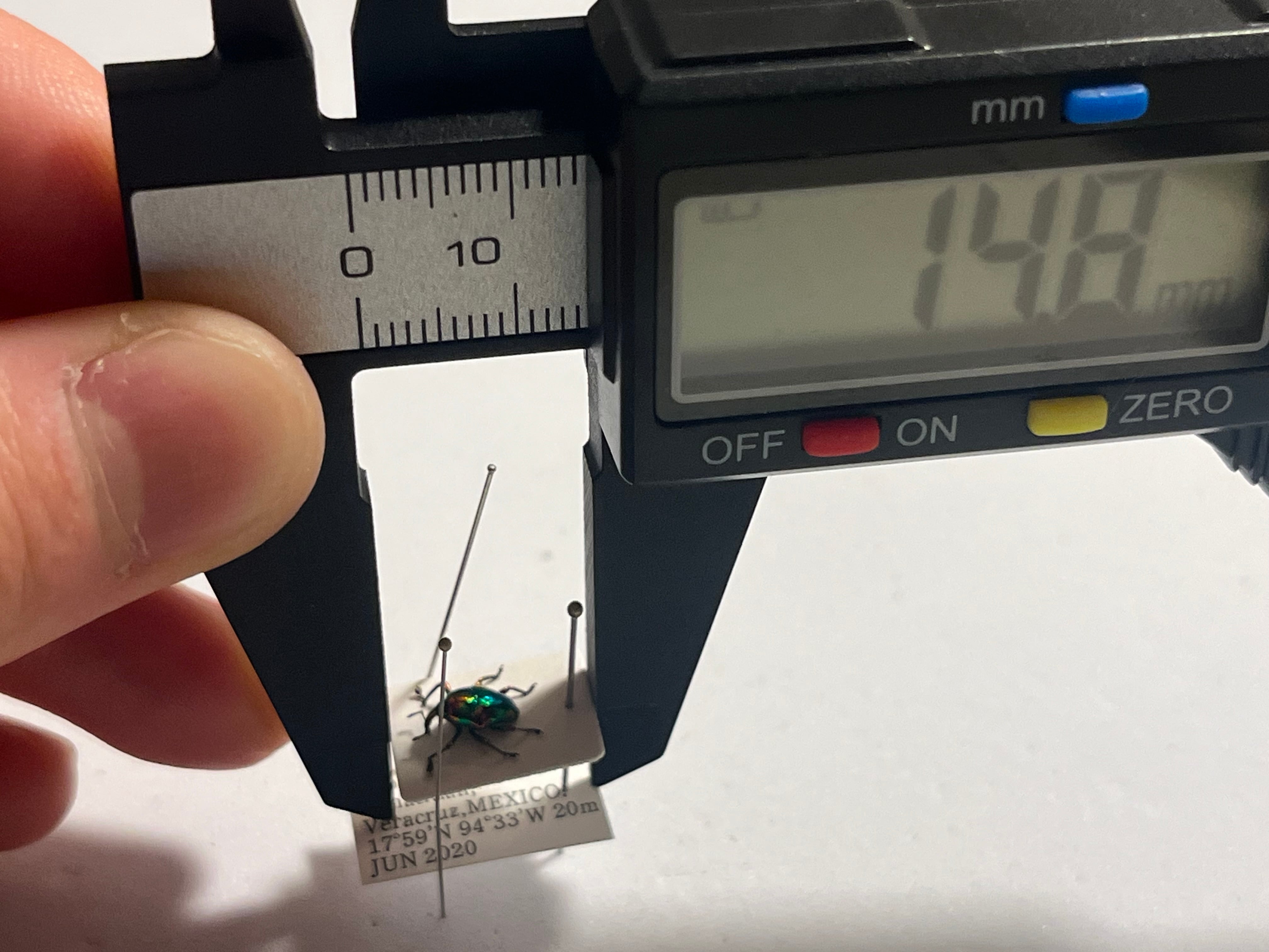 属内最高峰】ホウセキヒメカタゾウムシ コブハムシ タマムシ 超美麗種