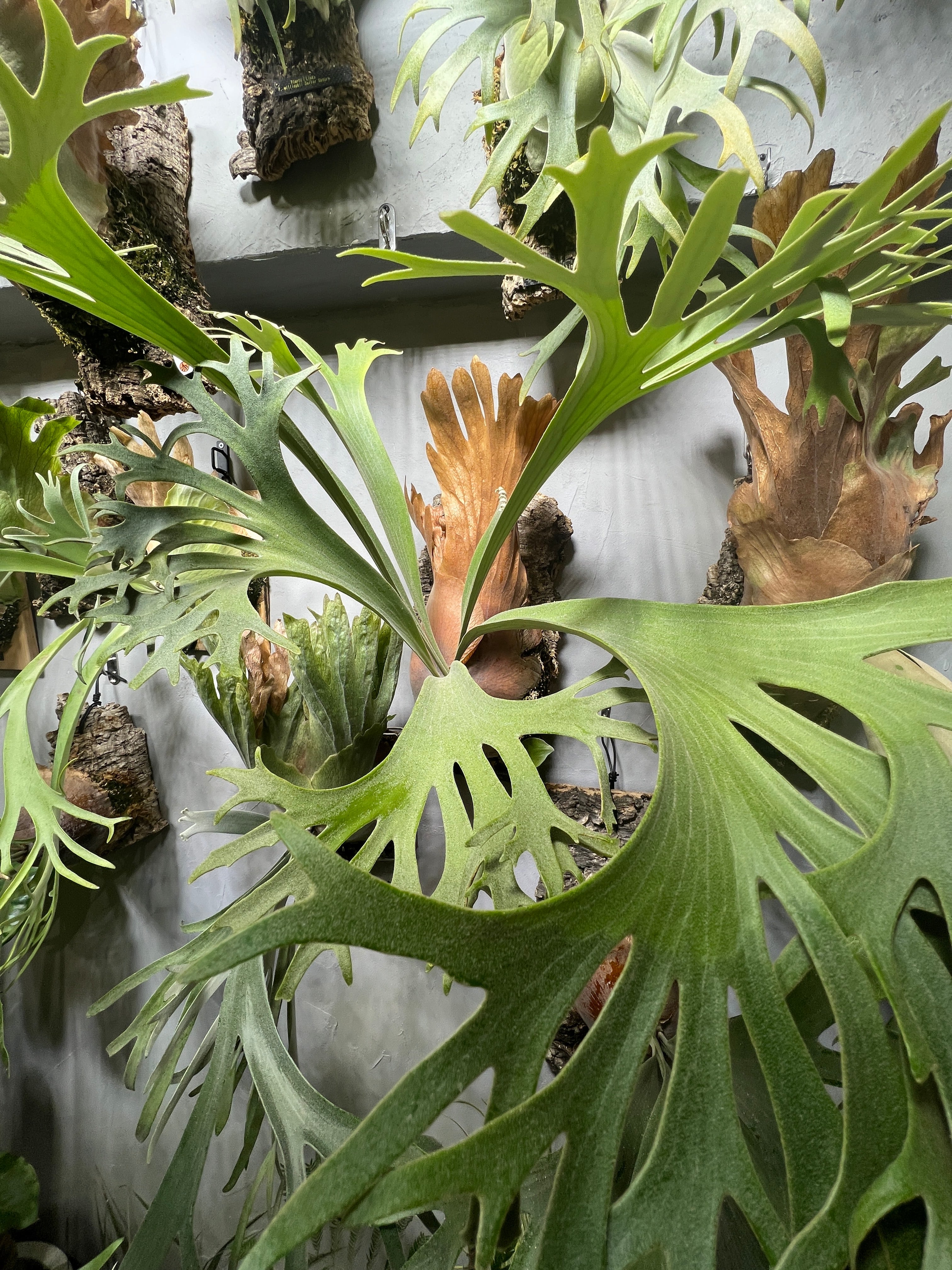 P.Butterfly Moon × P.Ginka (MIXspore) | Plants.Links