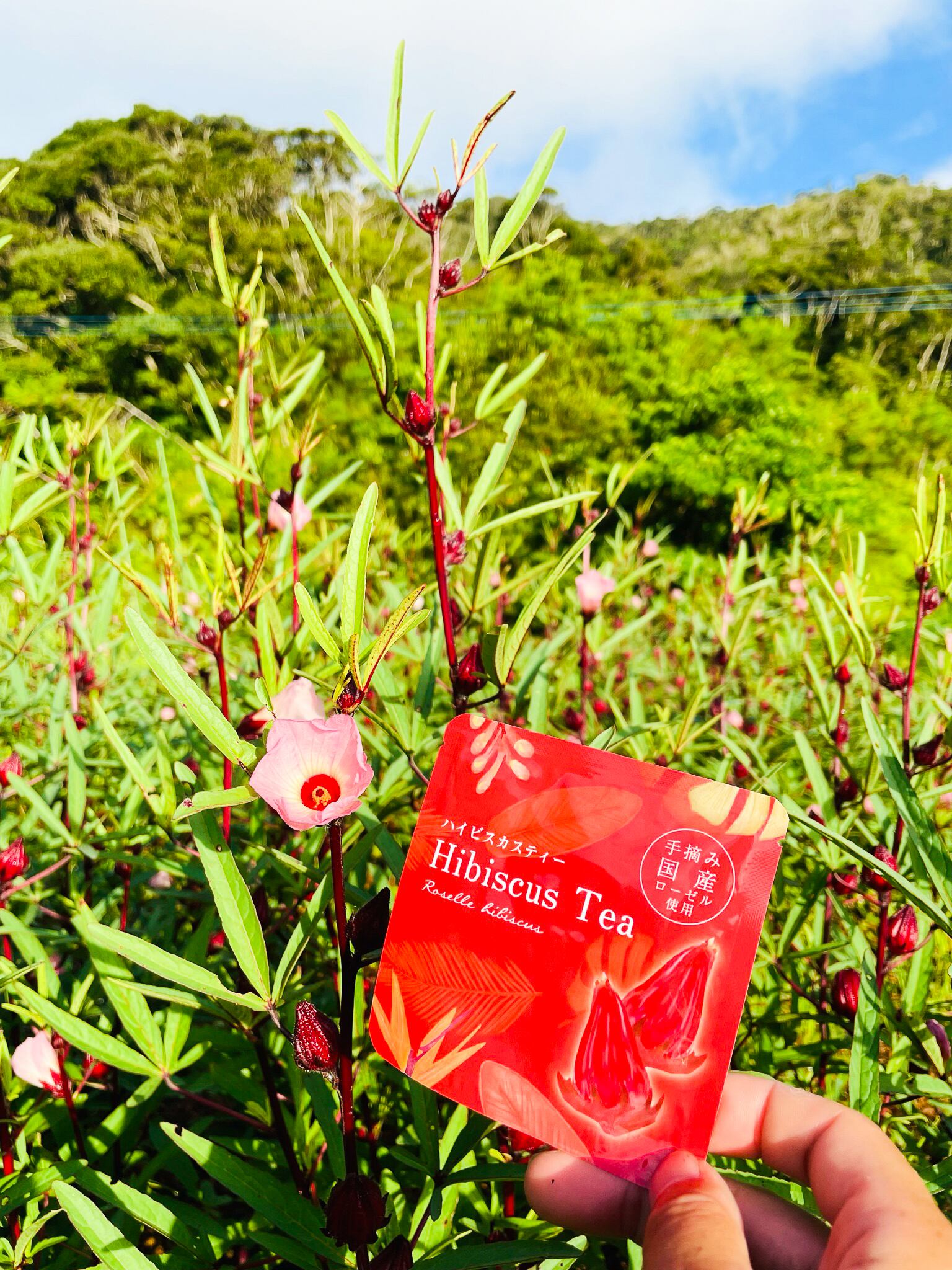 ハイビスカスティー 個包装 Amamin578