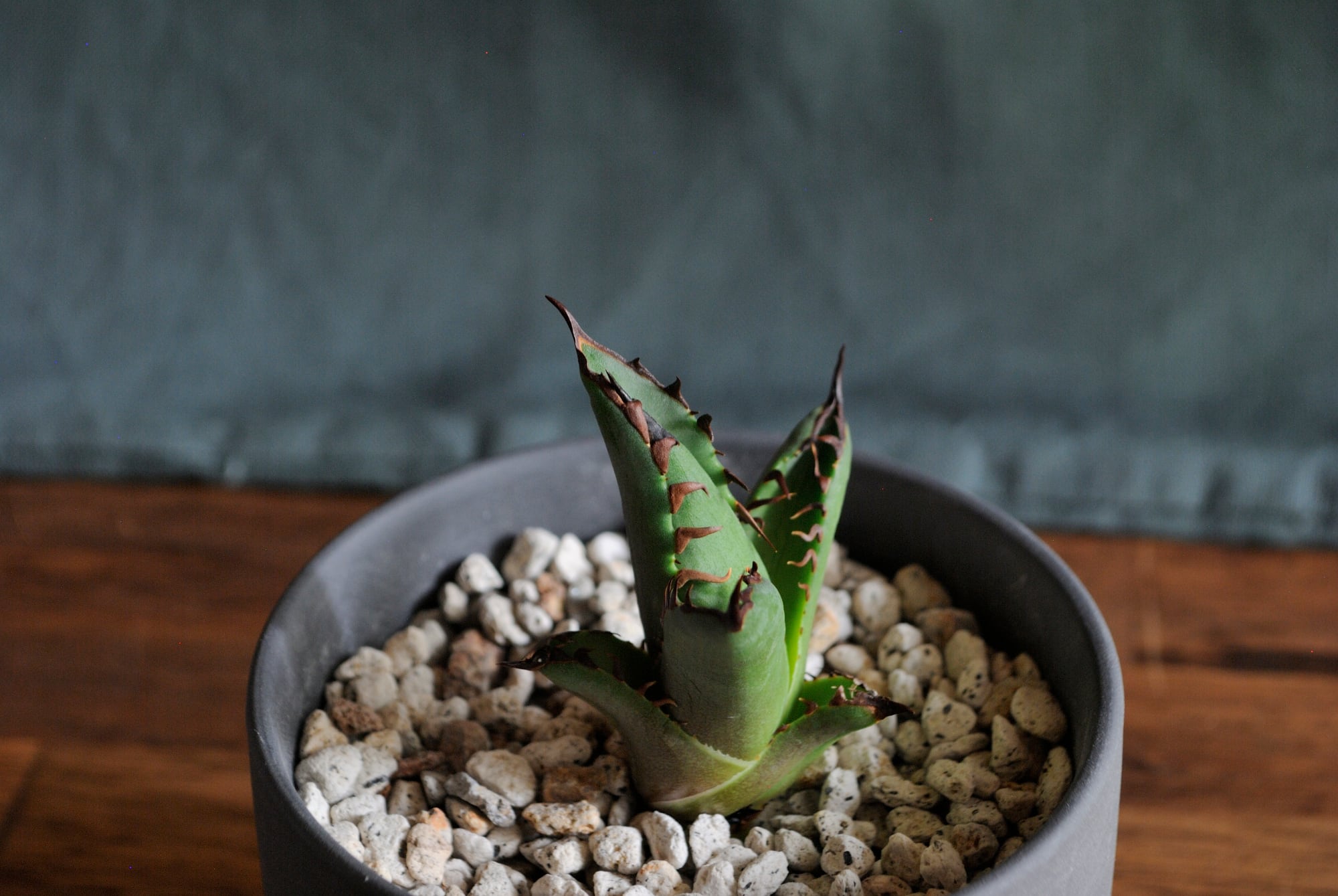 アガベ チタノタ レッドキャットウィーズル no.6 | Agave Rocon