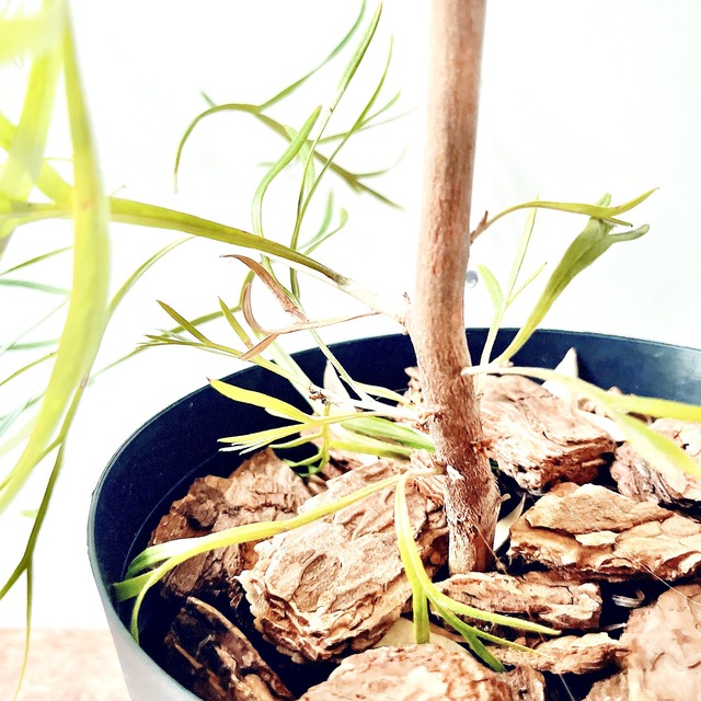 耐寒強 グレビレア シルビア オージープランツ 観葉植物 calm cafe