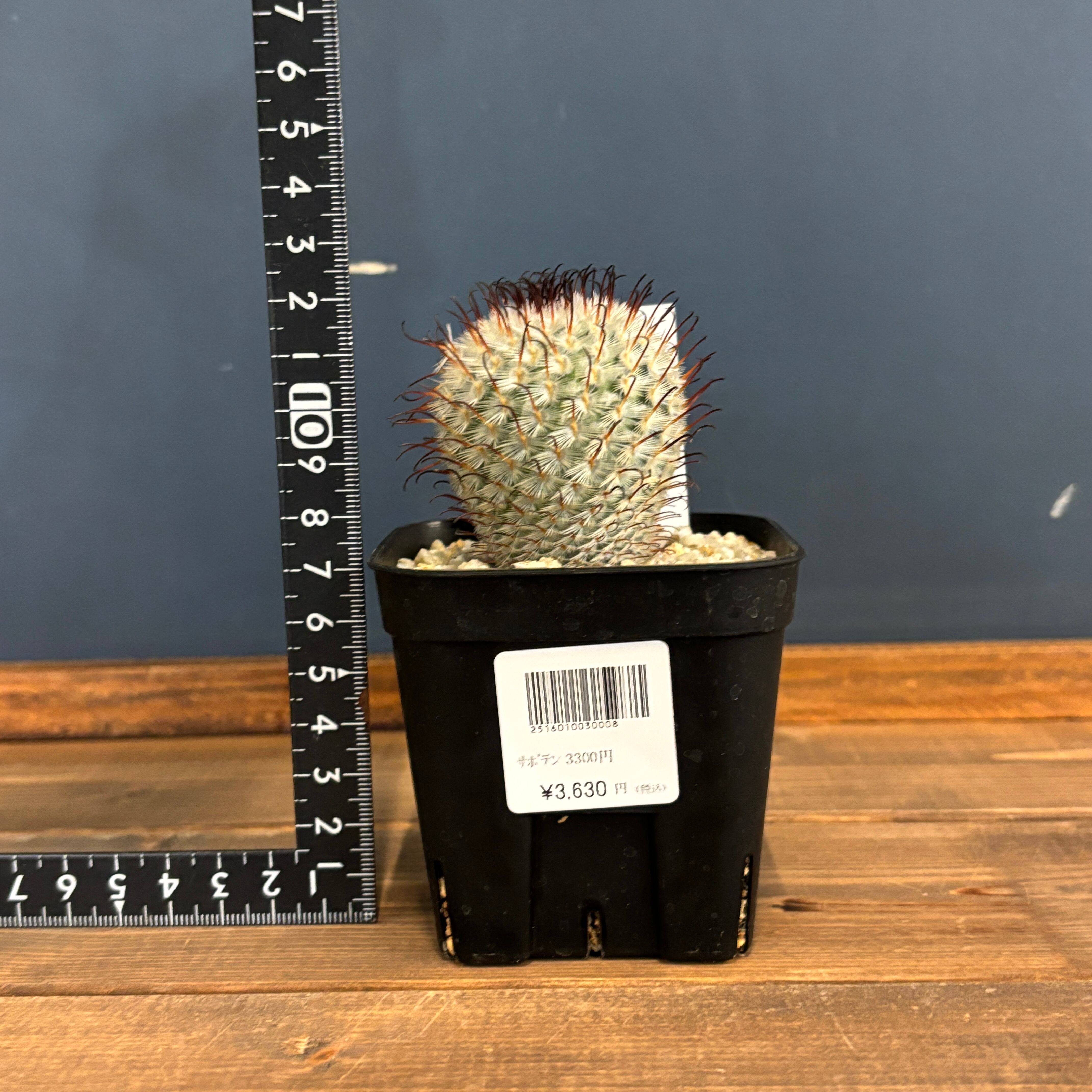 マミラリア ペレスデラロサエ【827】 | PROTOLEAF プロトリーフ