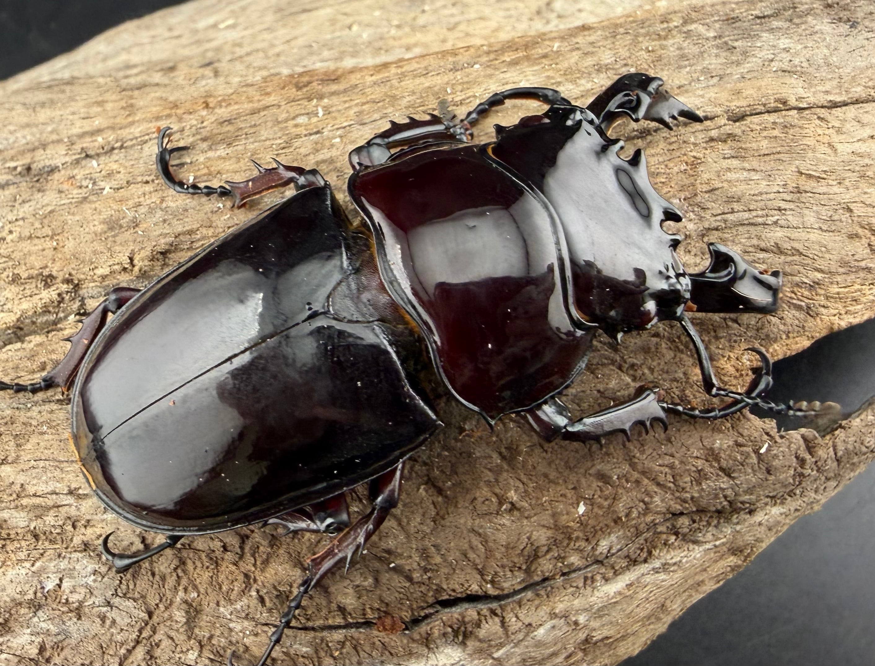 赤レギウスオオツヤクワガタ 64mm ♂単》 | KPW公式オンラインショップ