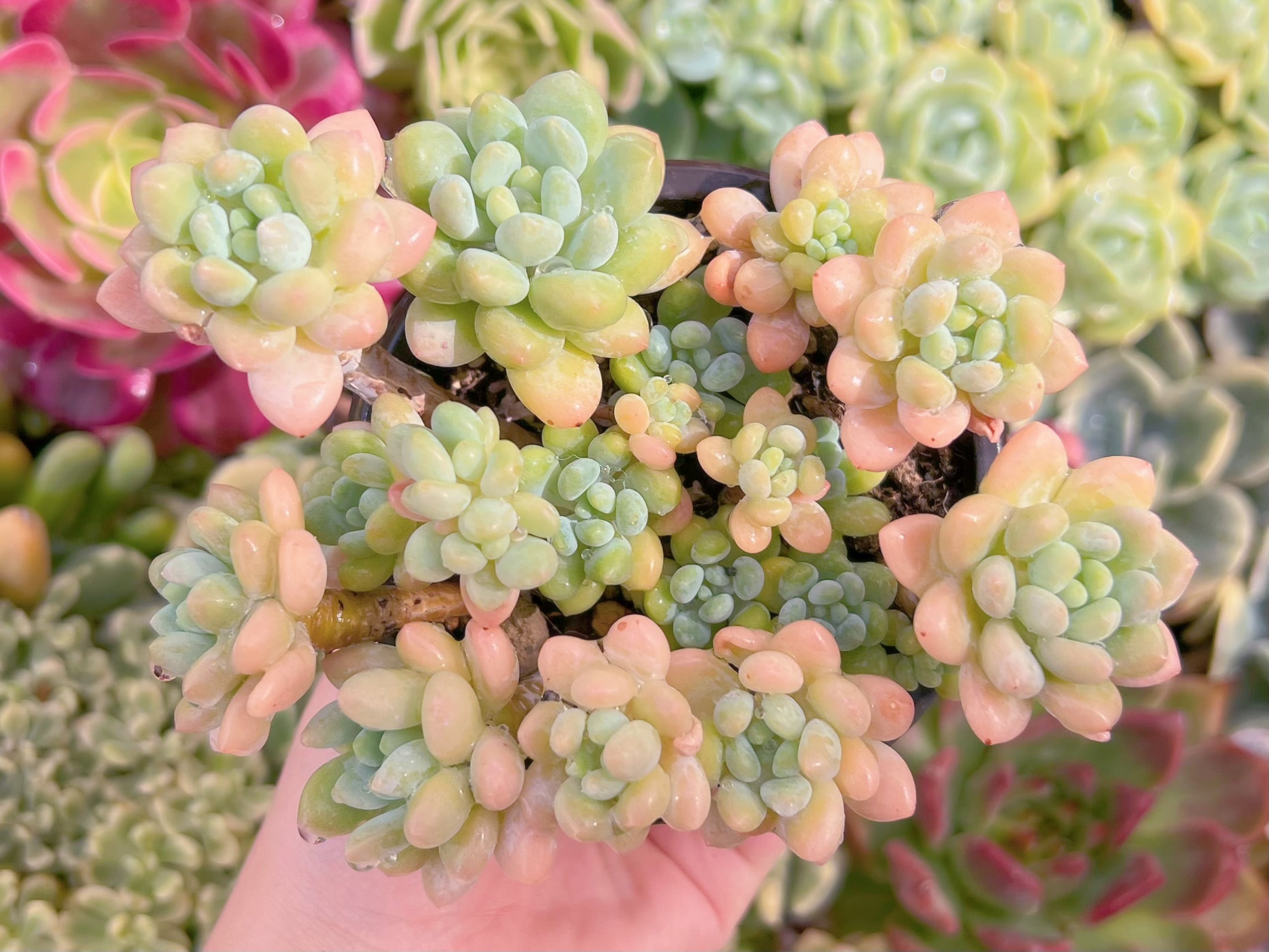 現品　ロココ#A22　るる農園