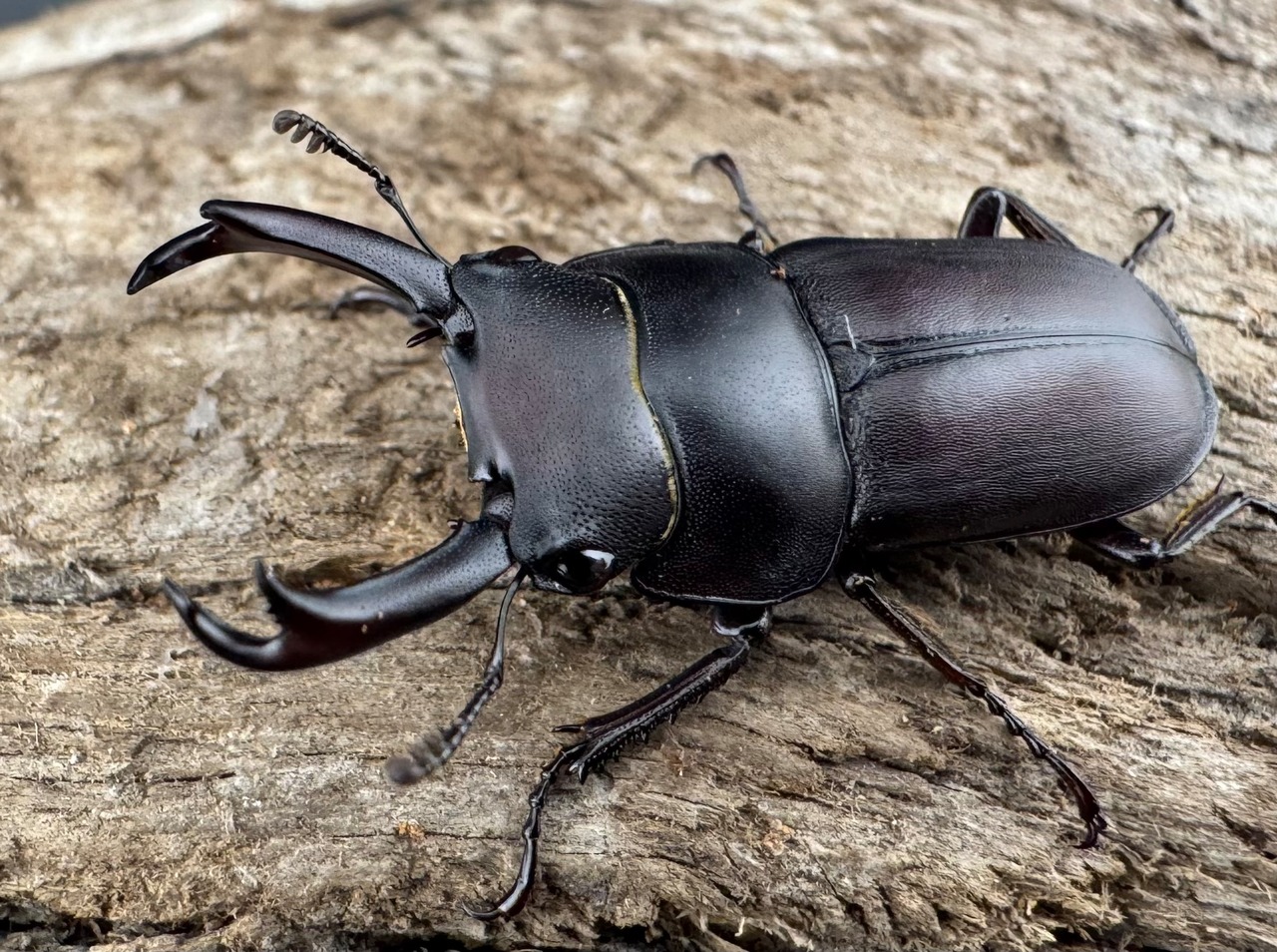 【WD】《セグーコクワガタ 27mm ペア》