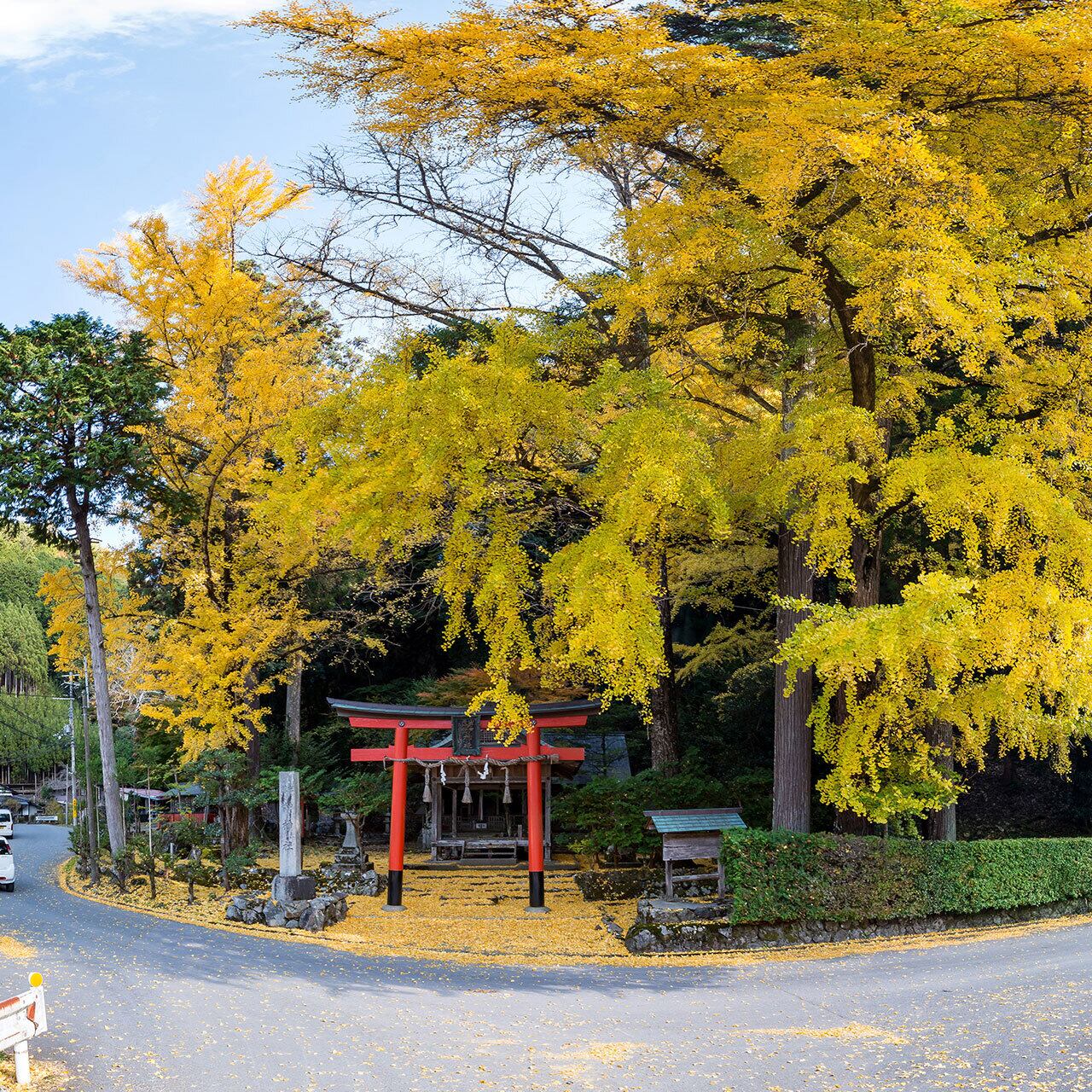 黄色く色づく岩戸落葉神社の大銀杏