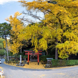 黄色く色づく岩戸落葉神社の大銀杏