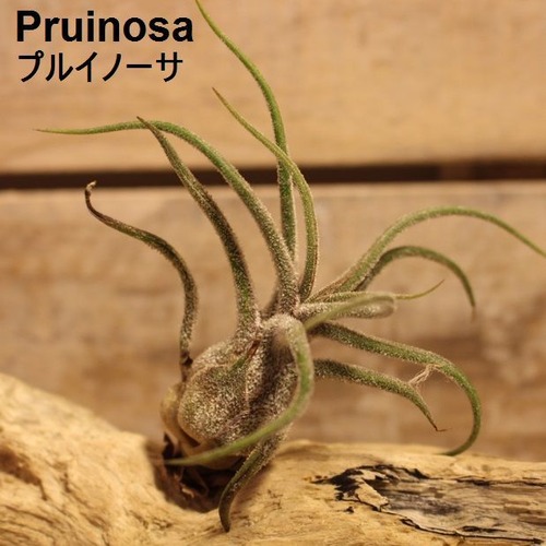 エアプランツ Pruinosa