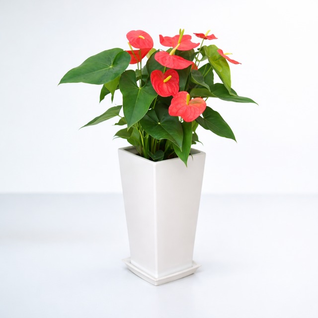 置くだけでお洒落な空間に早変わりするアンスリウム 8号 陶器　レッド