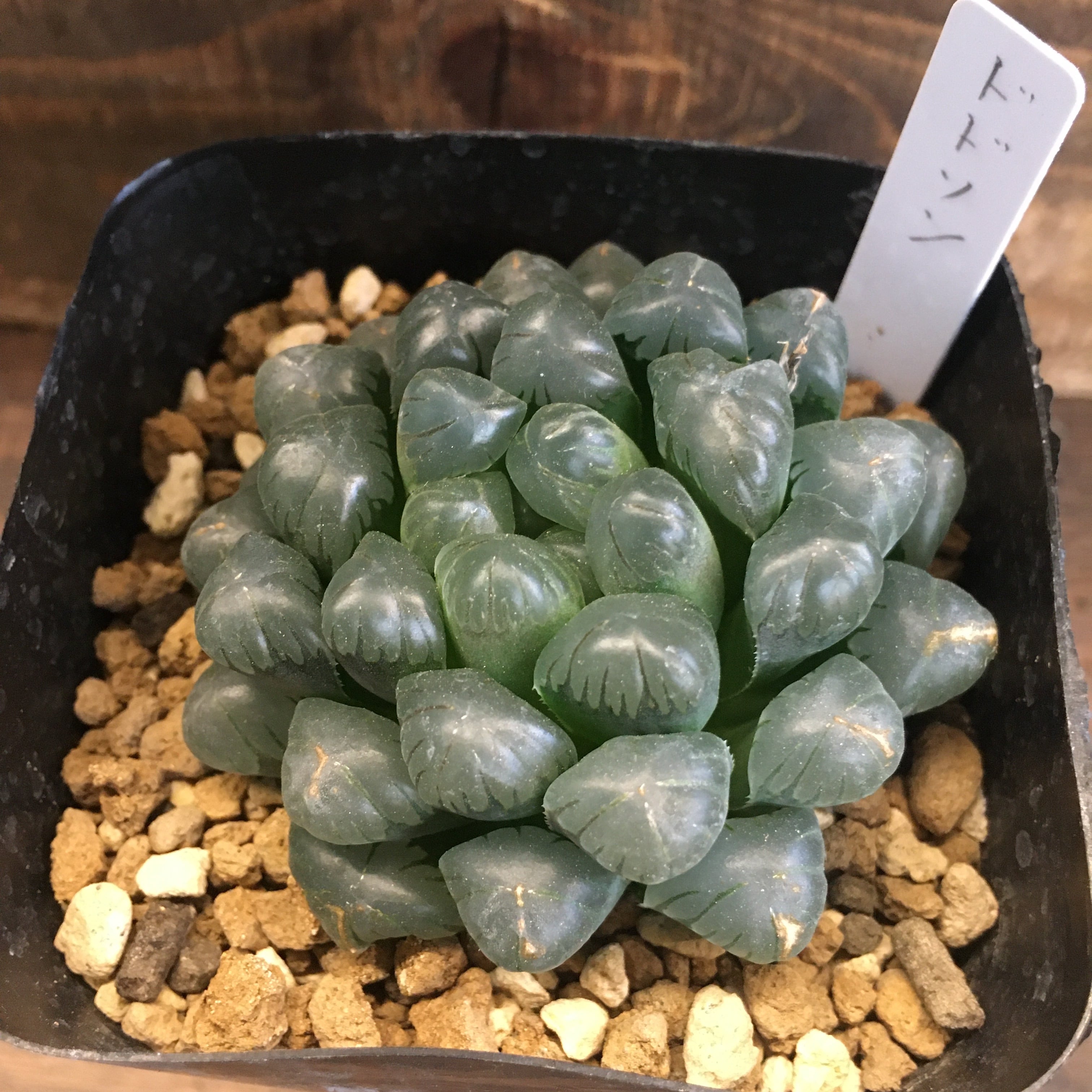 ハオルチア 多肉植物 ドドソン紫オブツーサ錦 糊斑 超珍しい