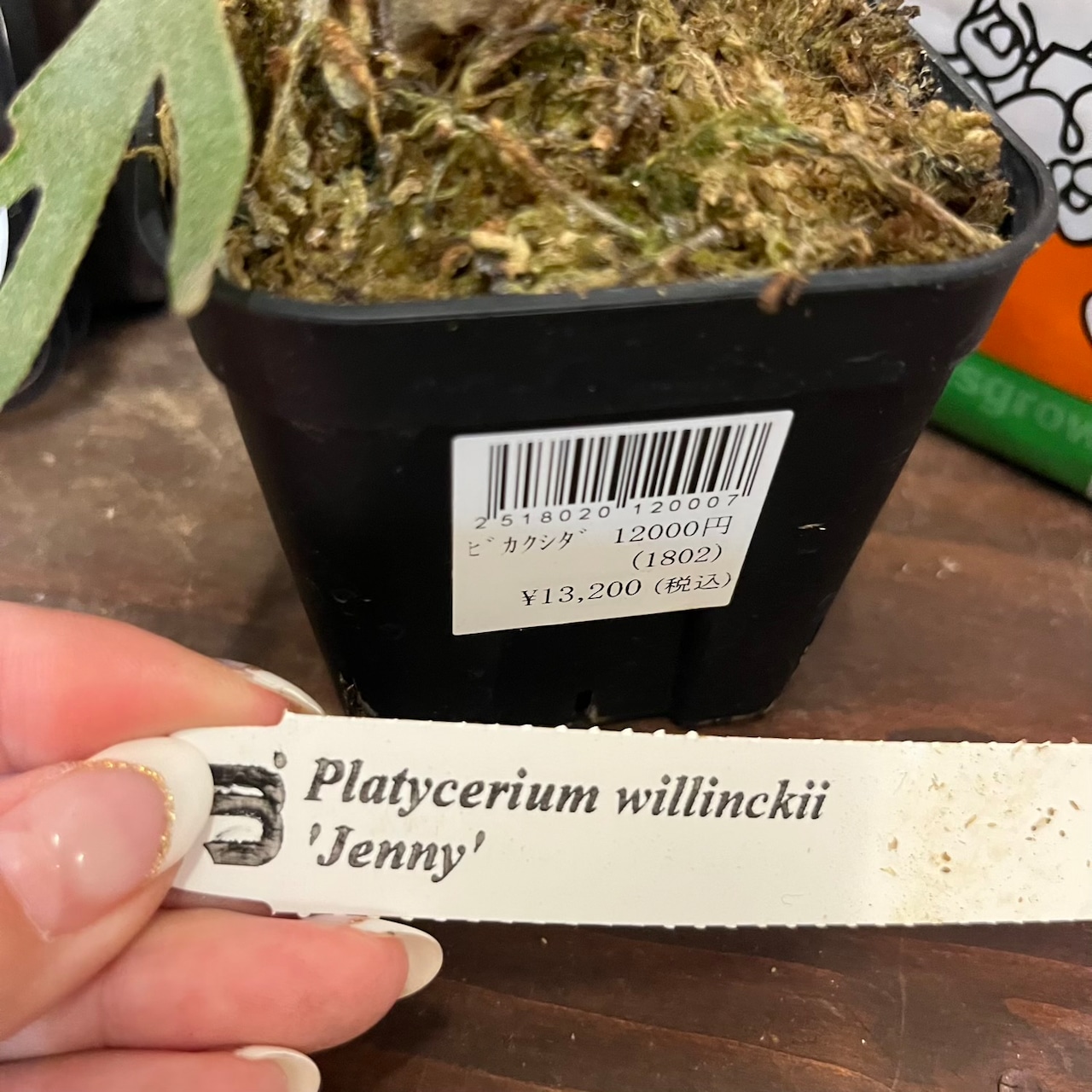 【秋の植え替えフェア対象】【セット】ビカクシダ　ウィリンキー　ジェニー