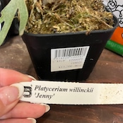 【秋の植え替えフェア対象】【セット】ビカクシダ　ウィリンキー　ジェニー