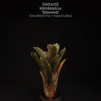 【送料無料】Neoregelia 'Domino'〔ネオレゲリア〕現品発送N0413