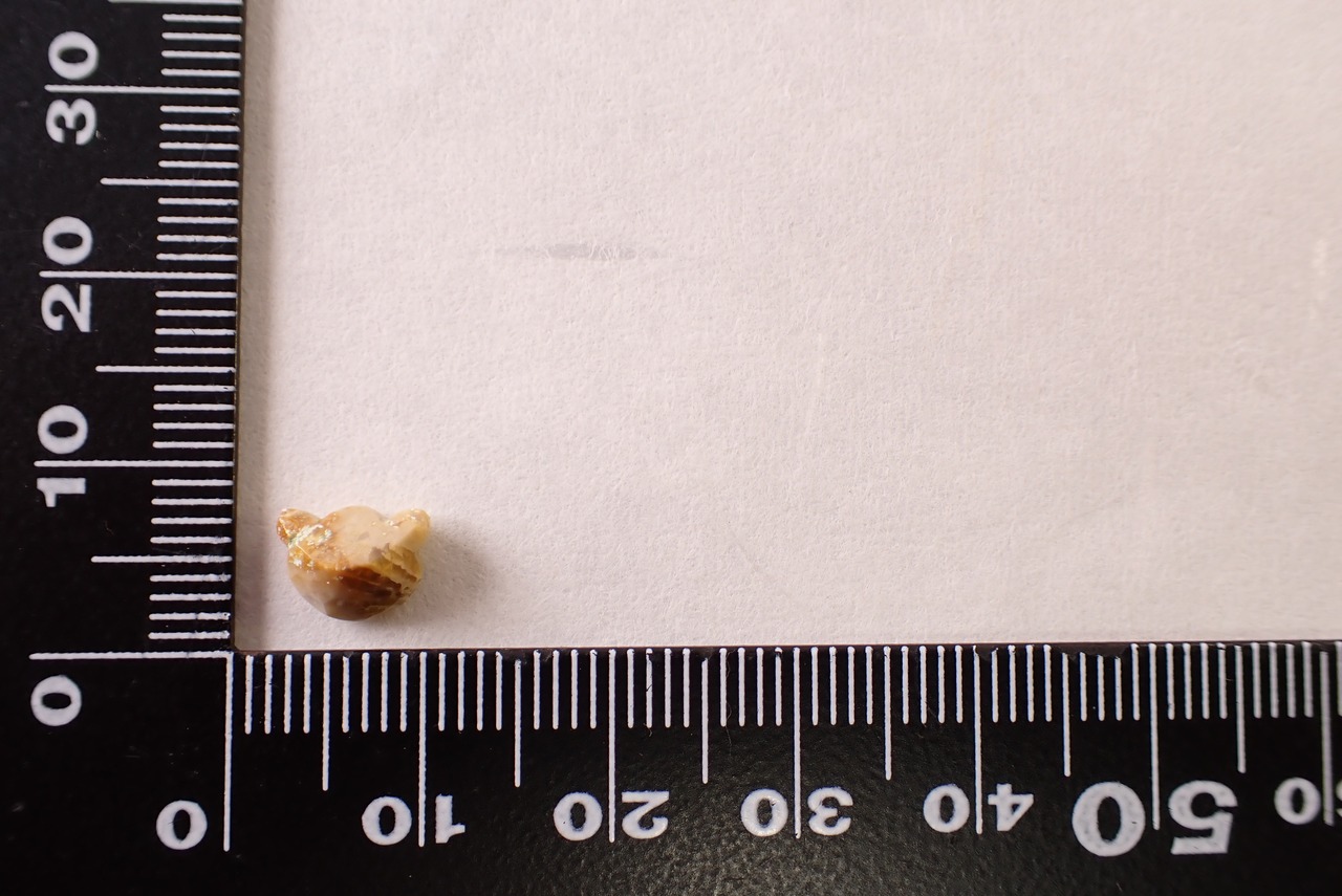 フォッシルコーラル(猫カット)　1.33ct　[D11‐572]