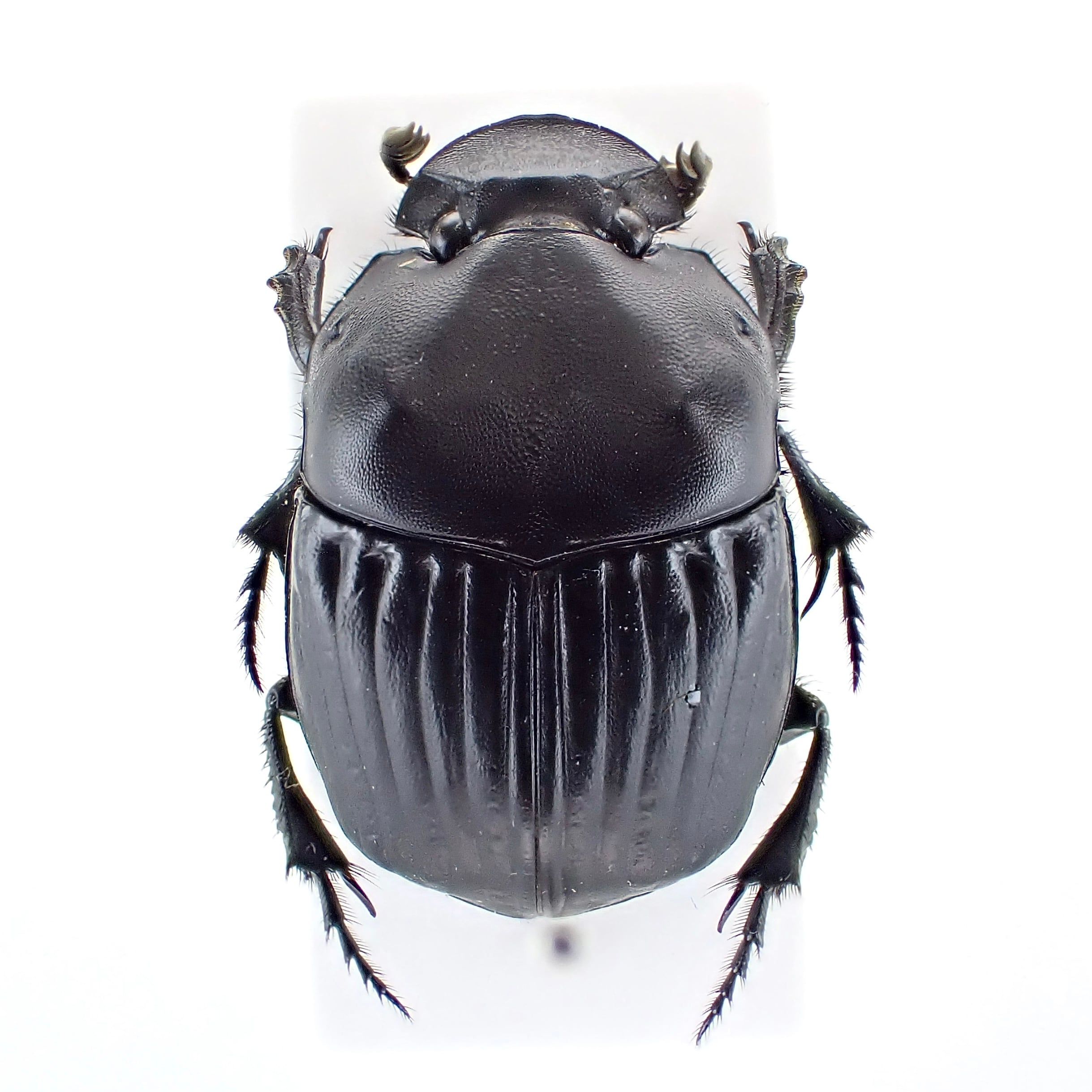 USA産 Phanaeus triangularis ♂♀ 19mm/17mm | 昆虫標本 Diggers