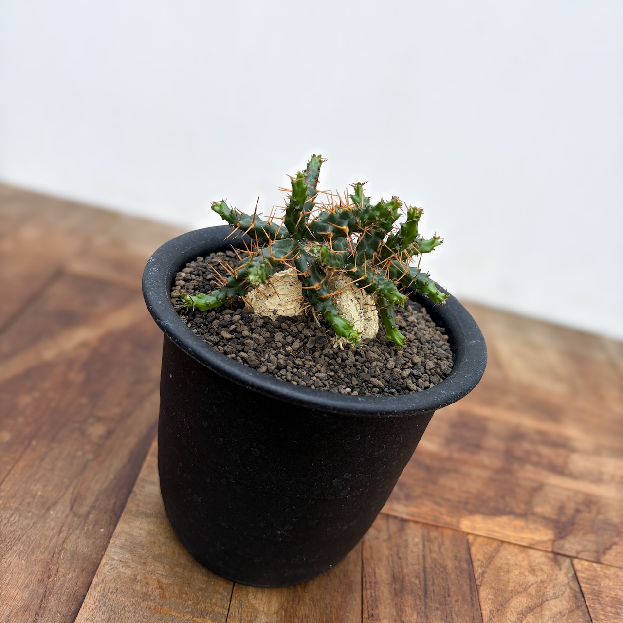 Euphorbia stellata ssp. micracantha【ユーフォルビア・ミクラカンサ】