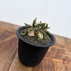 Euphorbia stellata ssp. micracantha【ユーフォルビア・ミクラカンサ】
