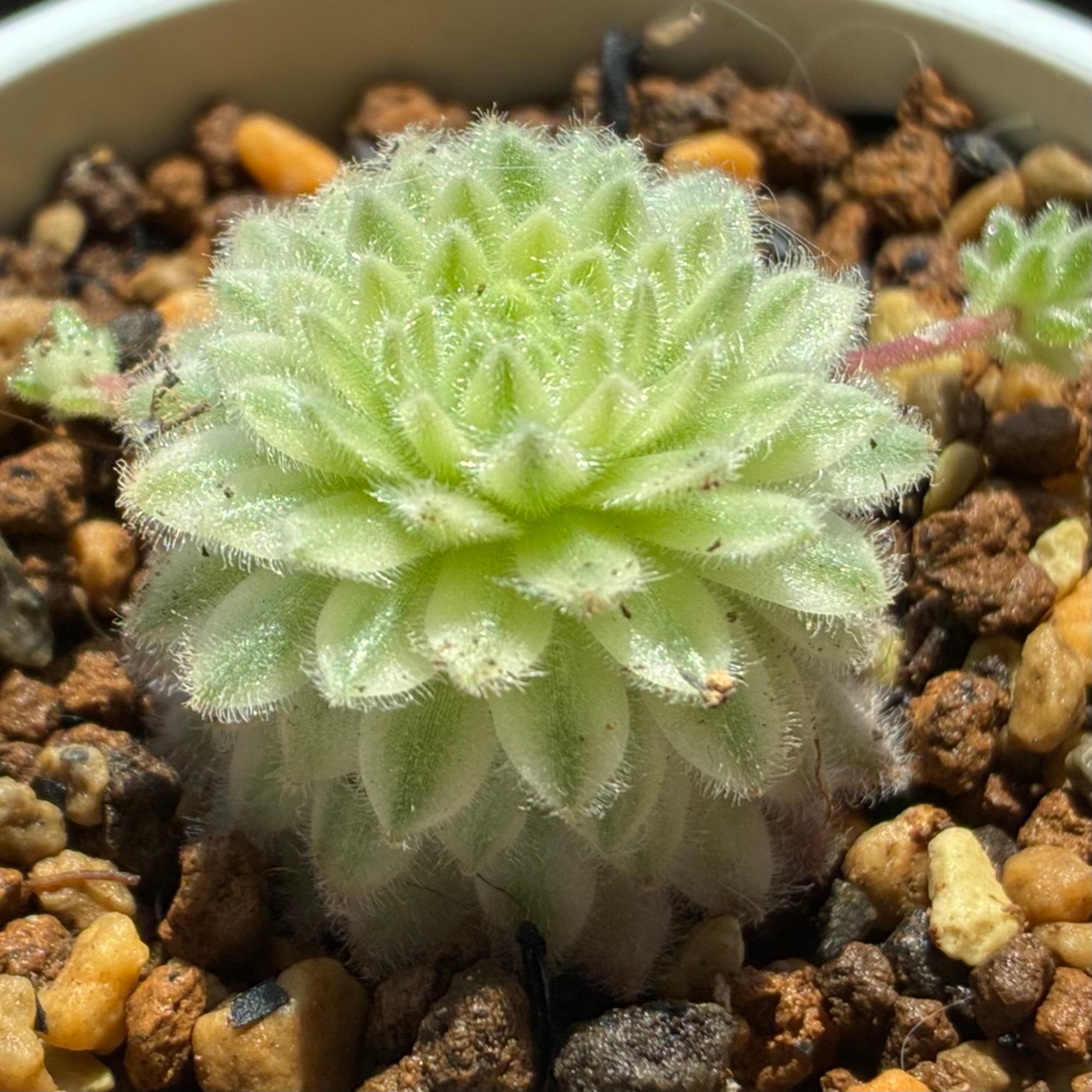 ハオルチア オブツーサ錦 竜珠 | mocono_plants