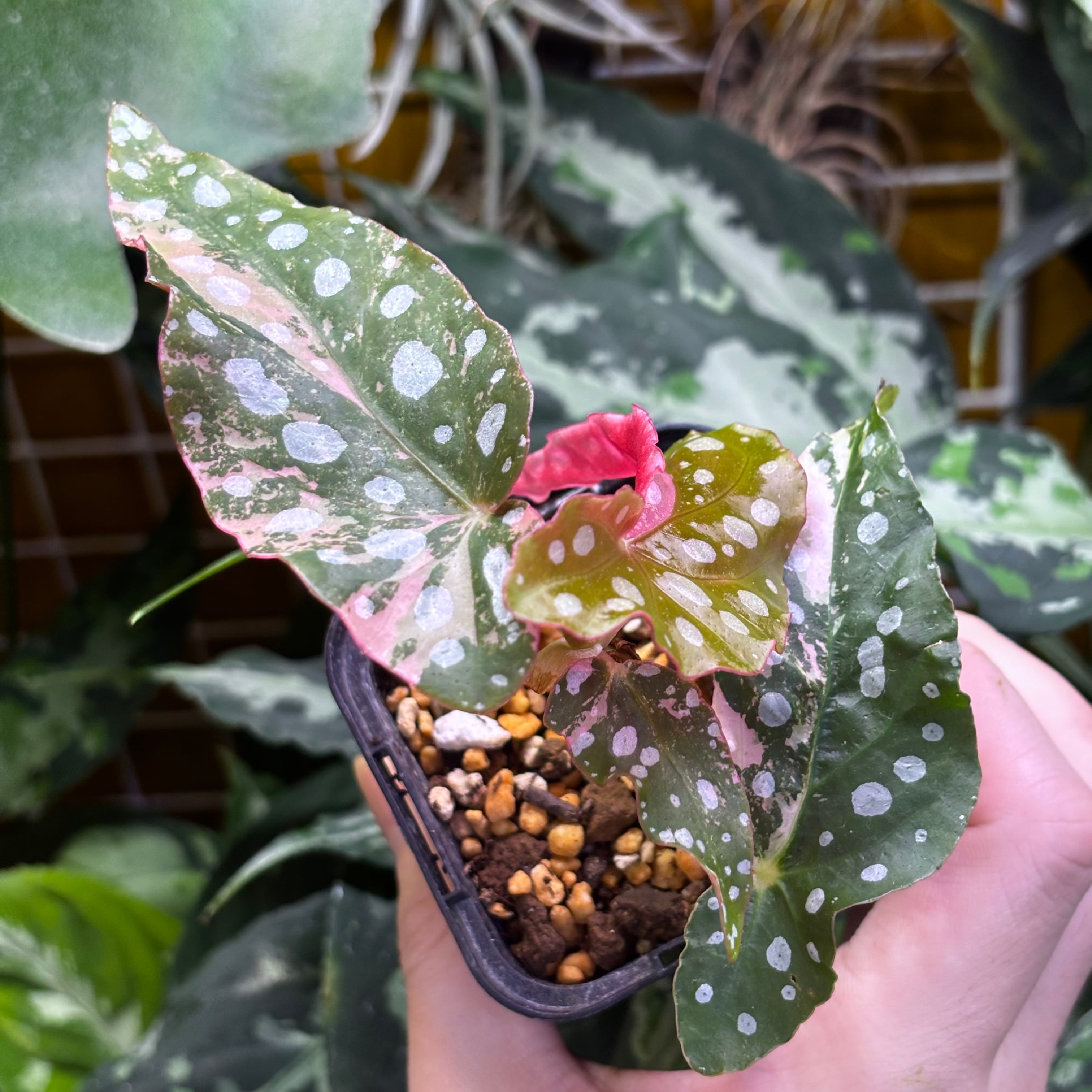 Begonia maculata 'Pink Variegated' | 熱帯雨林植物専門店 トイ吉園芸