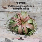 【reserved】キセログラフィカ XL〔エアプランツ〕現品発送T0700