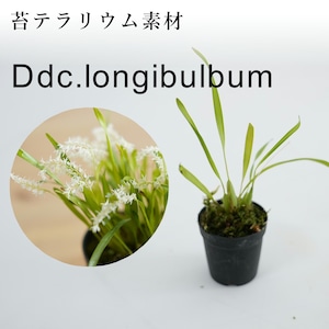 デンドロキュラム ロンギブルブンDdc.longibulbum 【着生系ラン科植物・着生向け】　苔テラリウム作製用素材